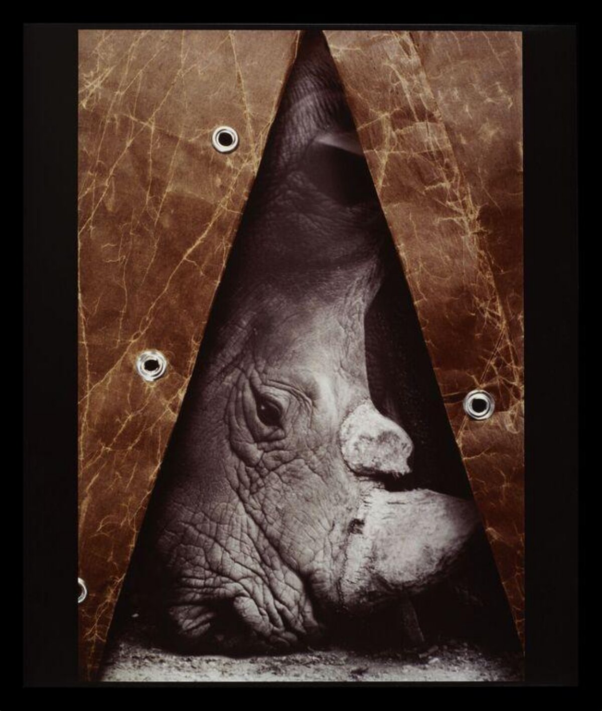 Dehorned Rhino Conceptual Artwork