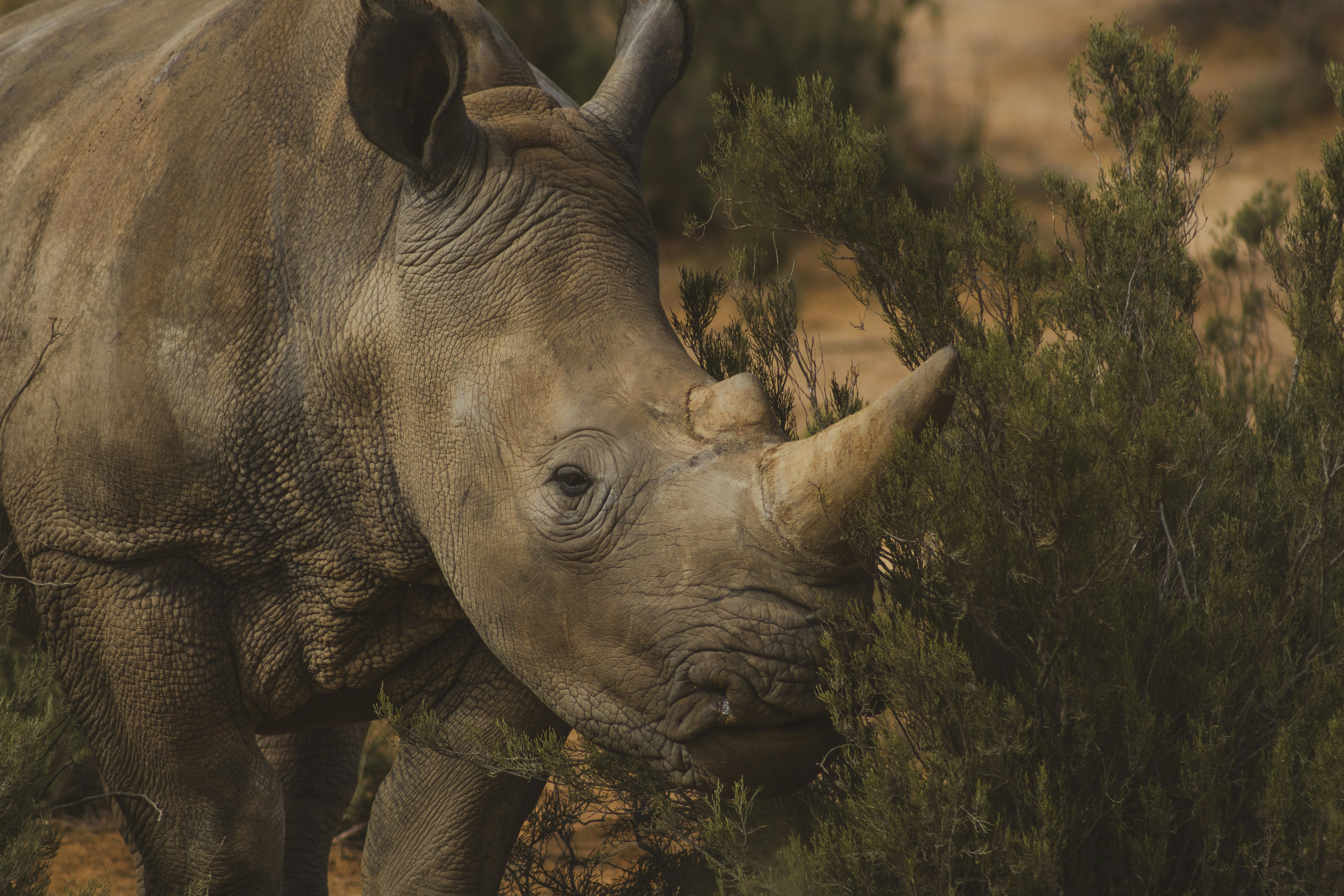 White Rhino Among Wild Shrubs