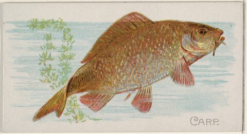 Vintage Carp Illustration