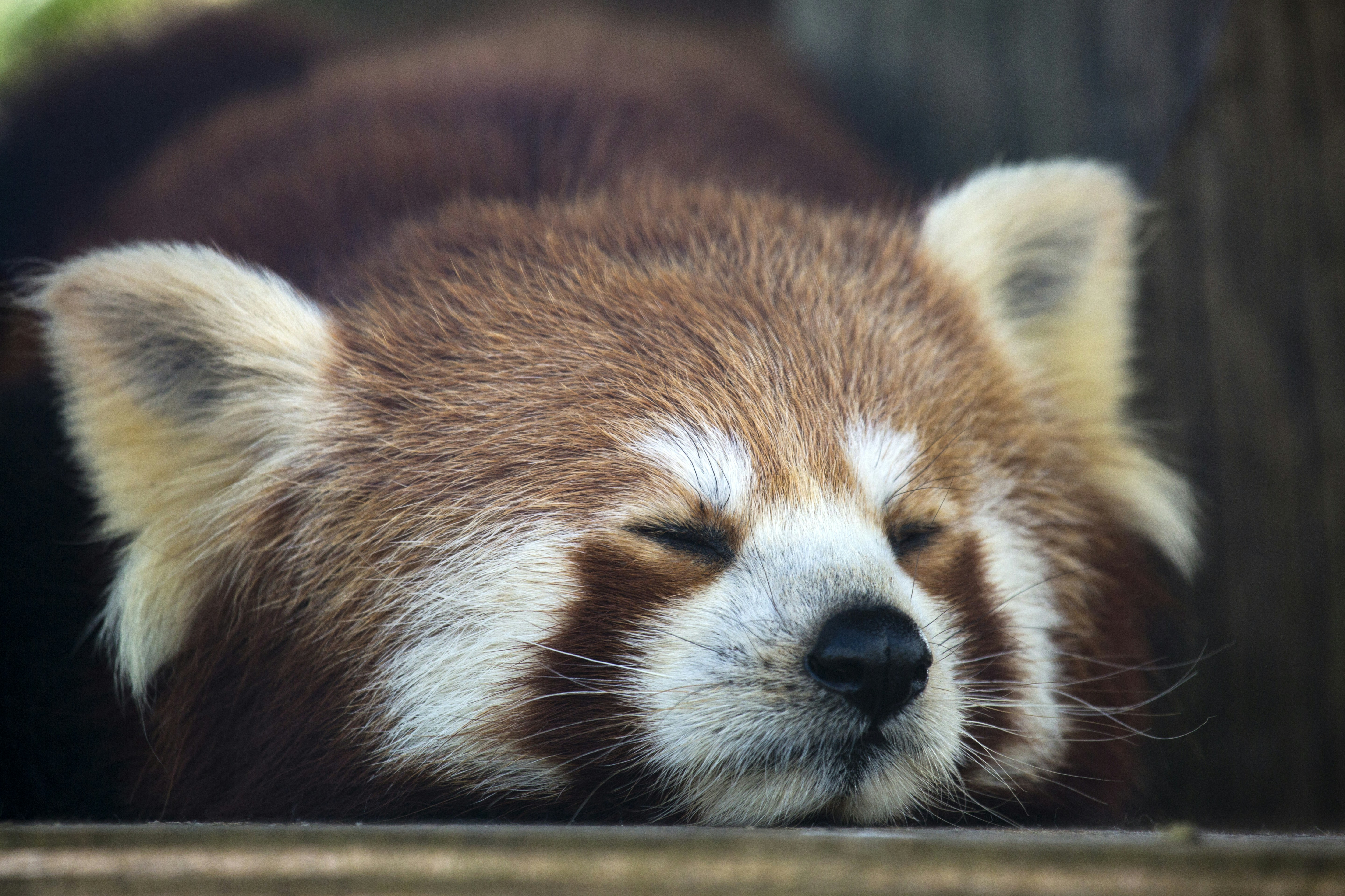Sleeping Red Panda