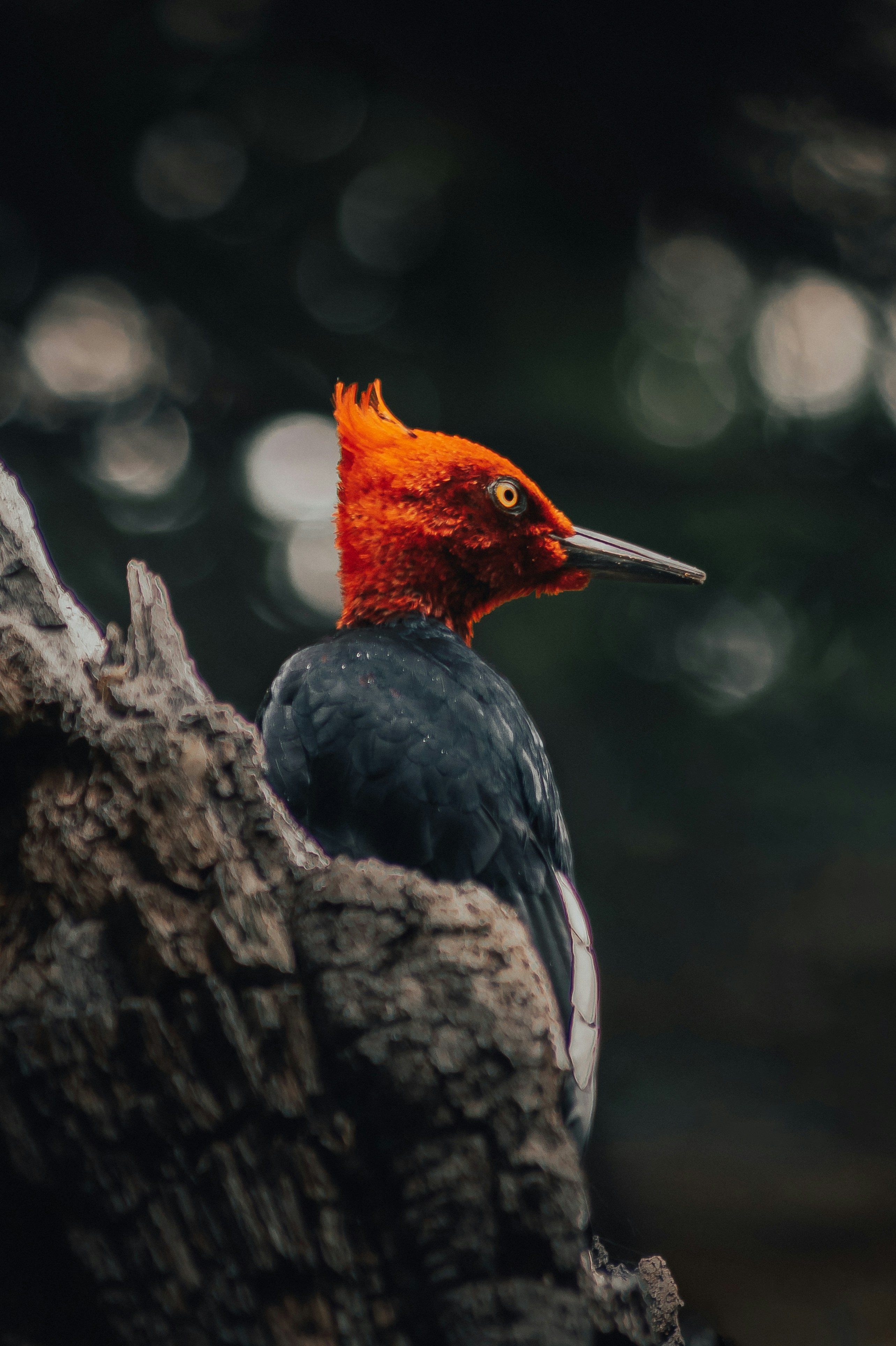 Red-headed Woodpecker on Tree Trunk