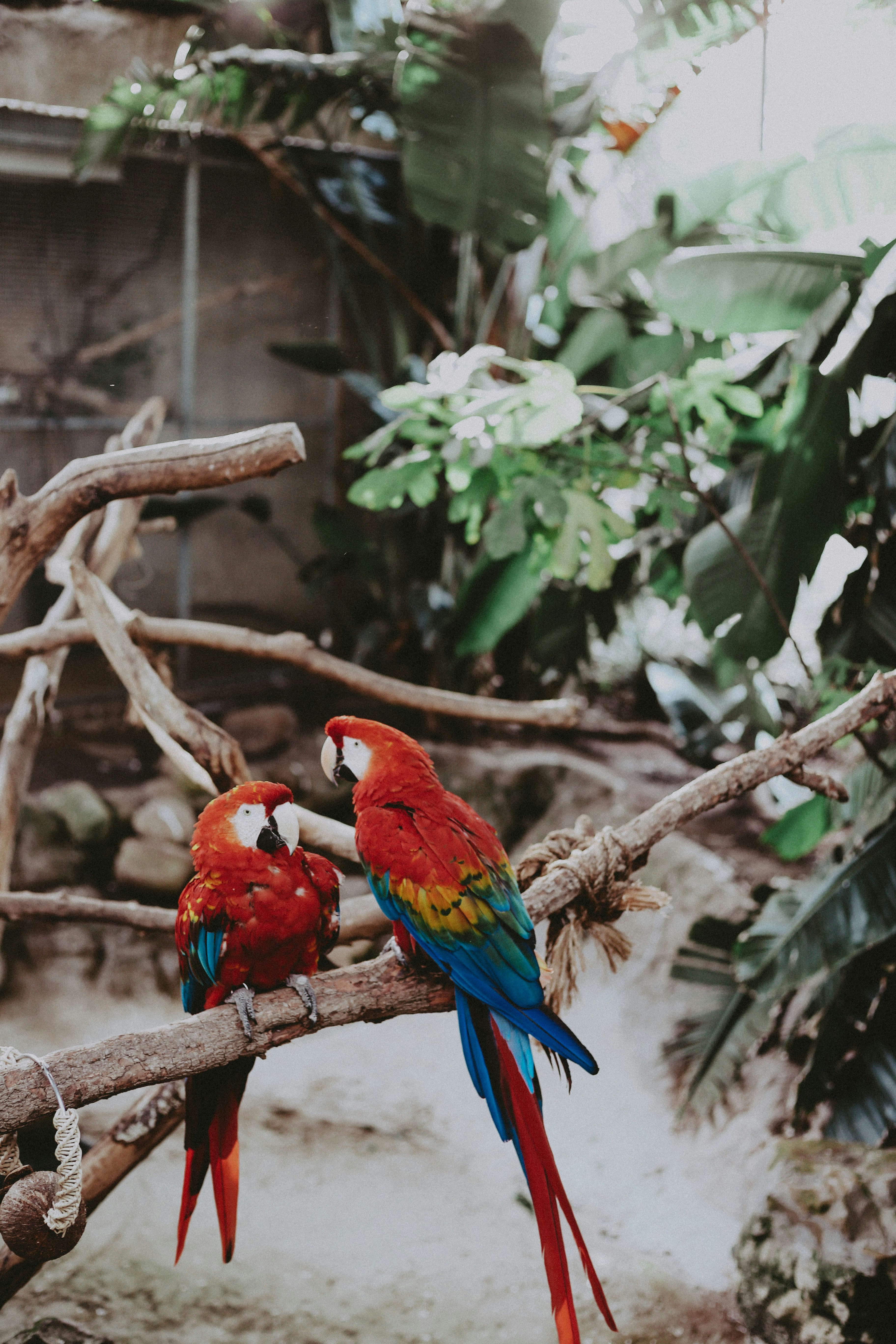 Two Scarlet Macaws Perched on Branch