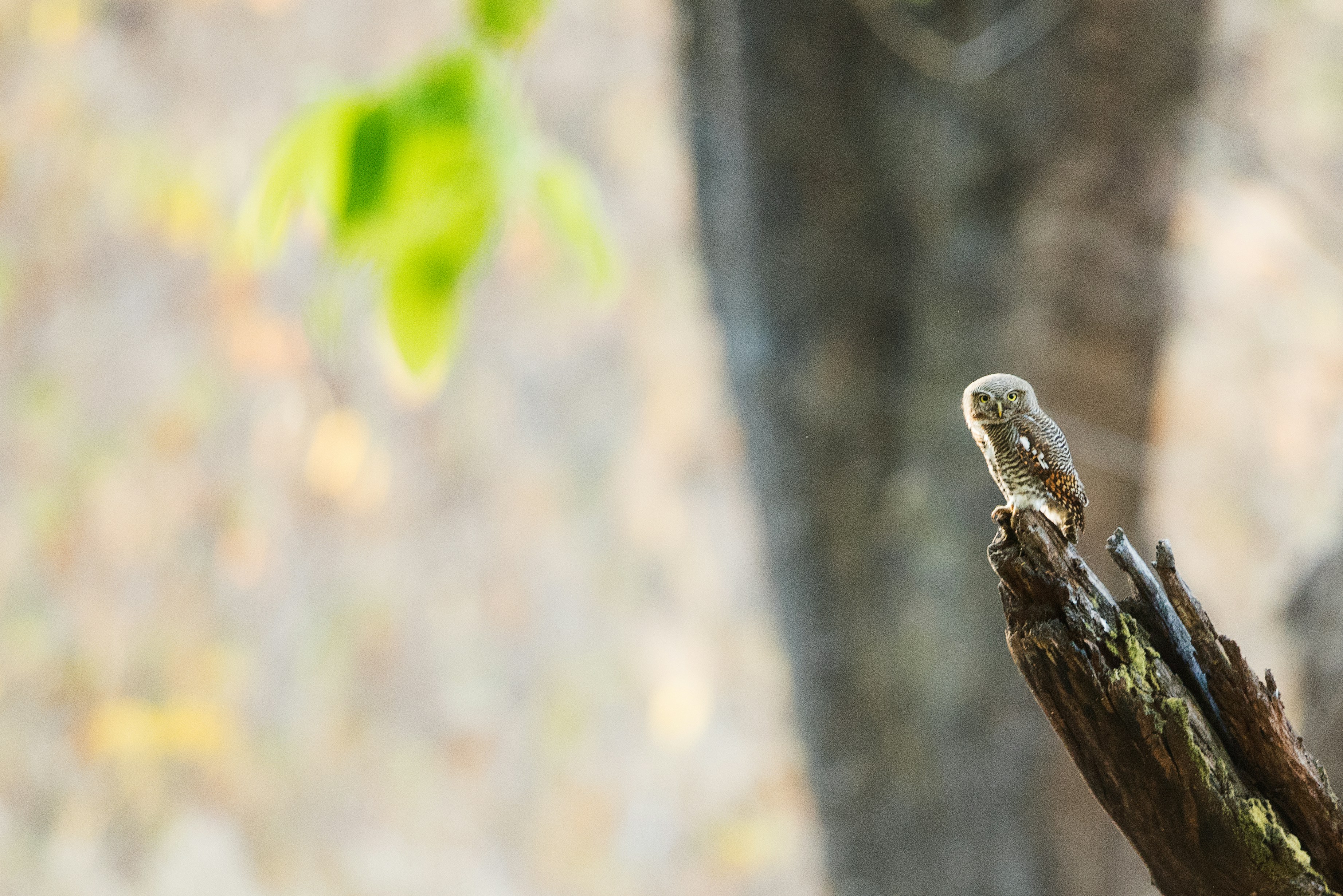 Little Owl Perched on Dead Stump