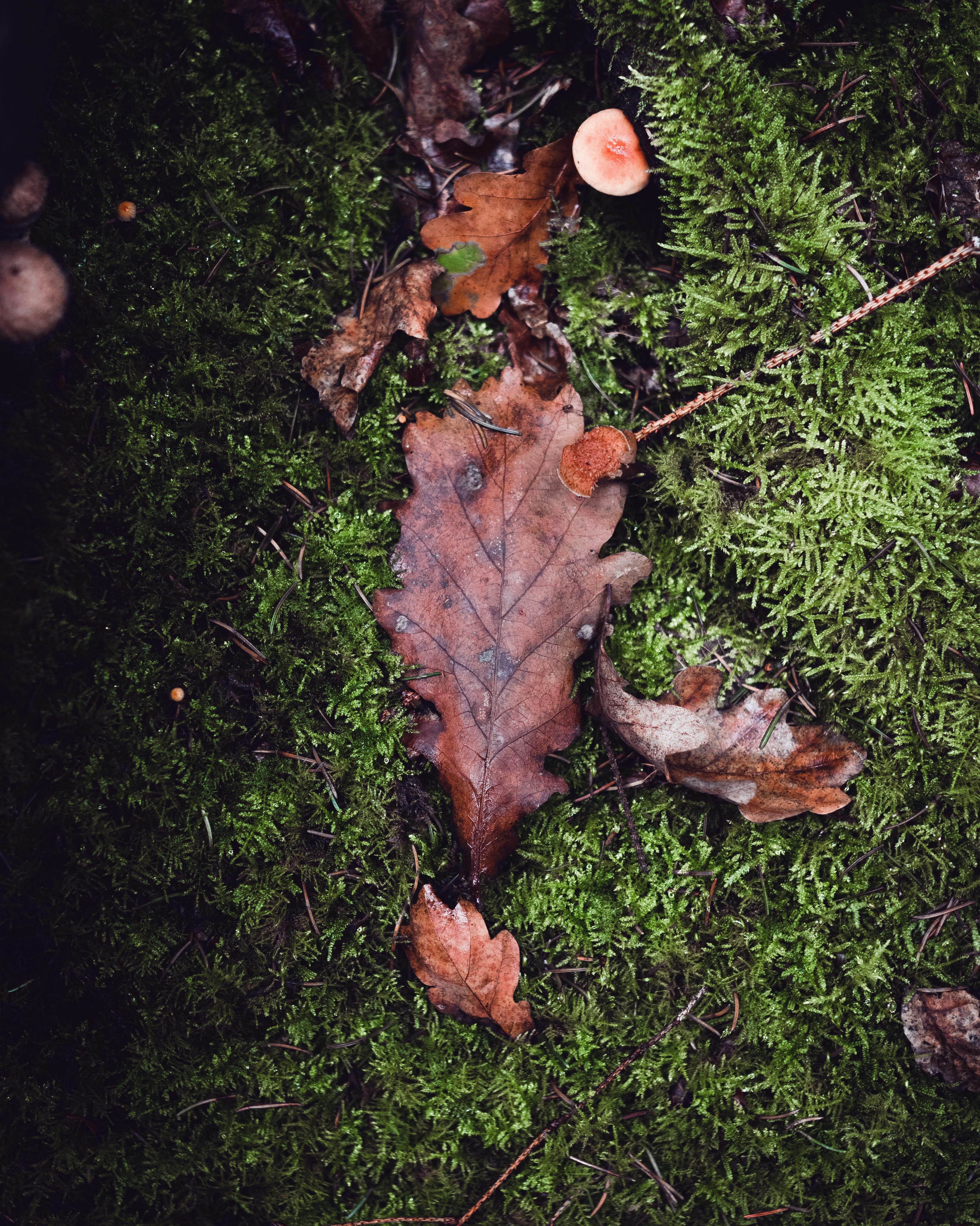 Fallen Oak Leaves on Mossy Forest Floor