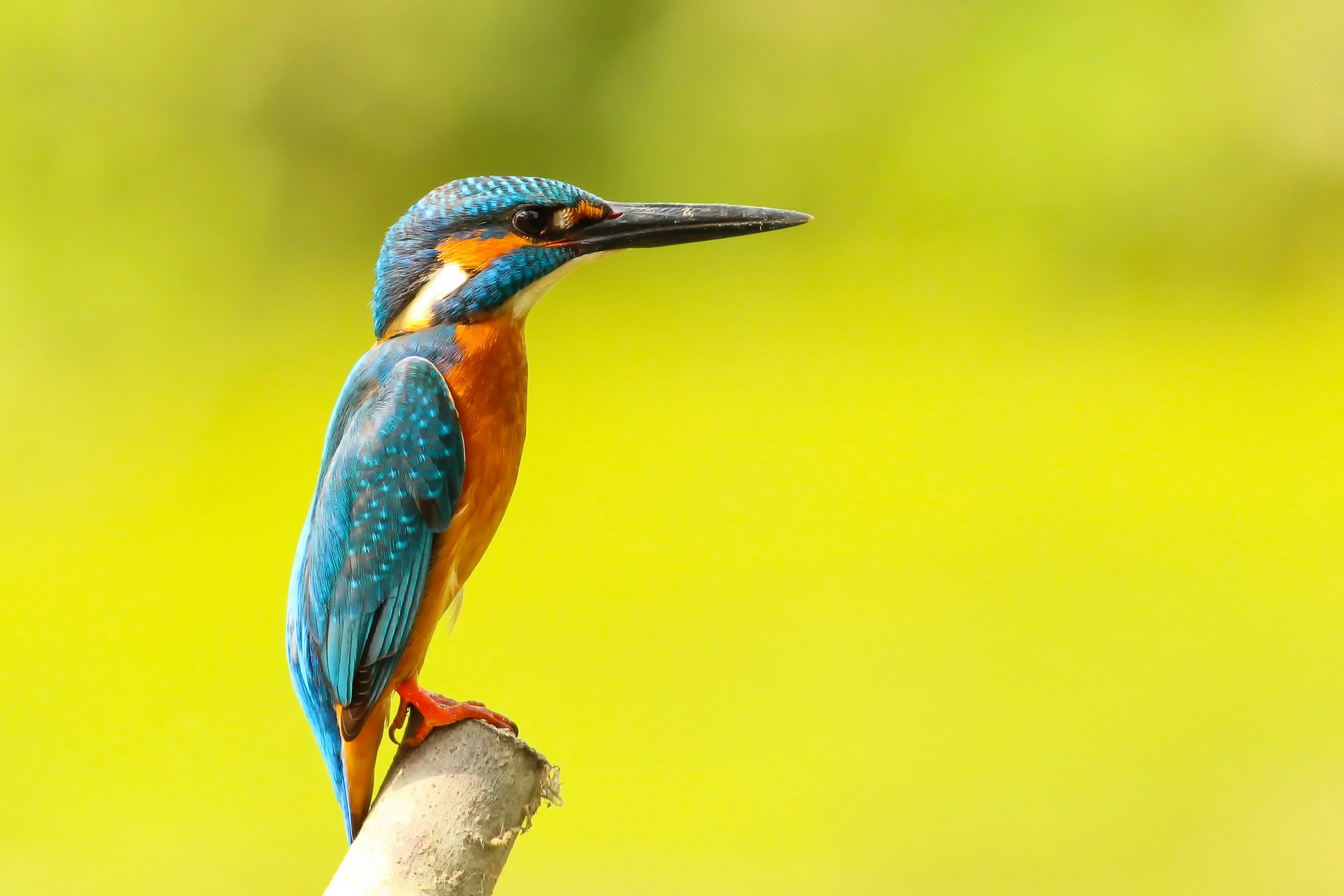 Common Kingfisher Perched on Branch