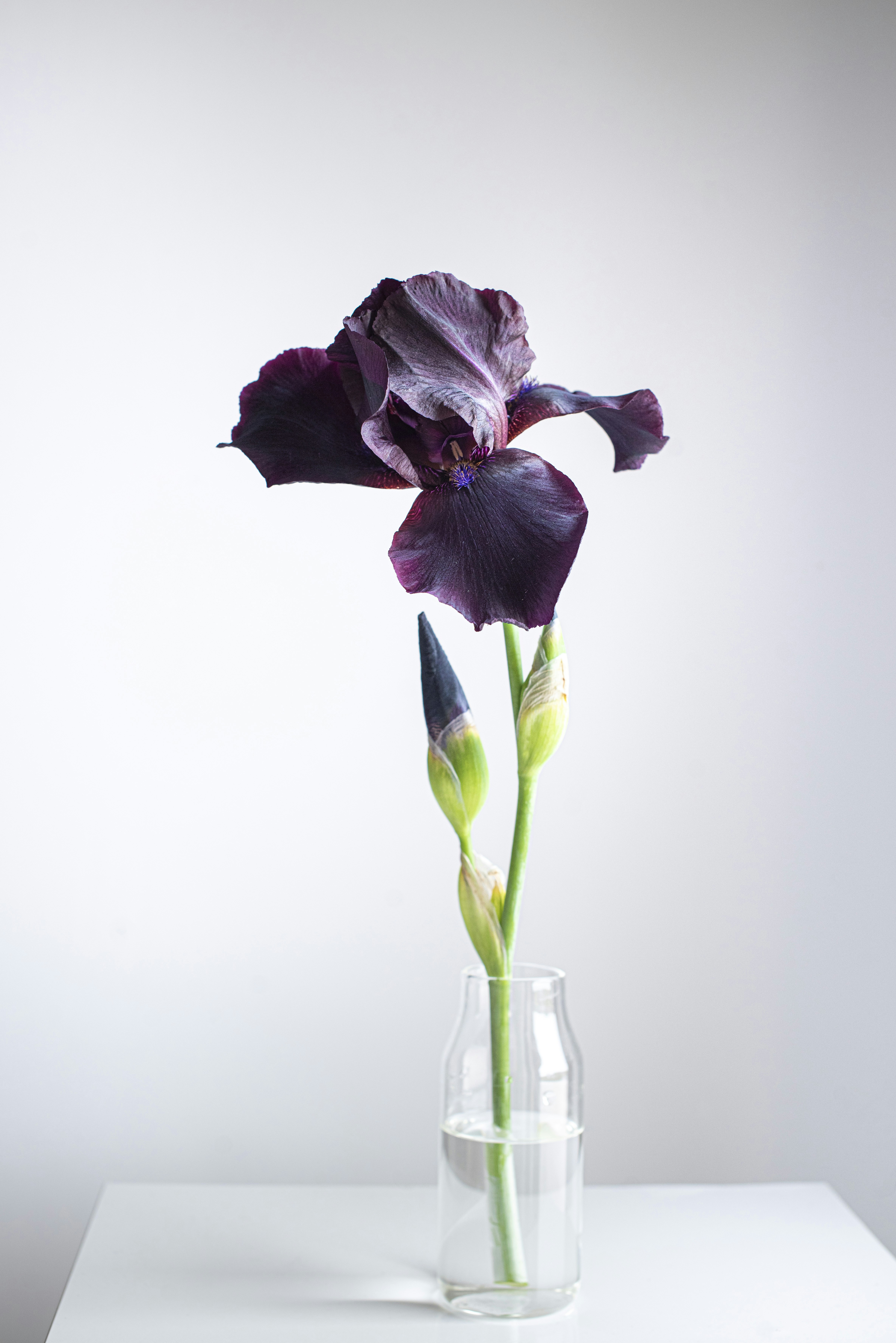 Dark Purple Iris in Glass Vase