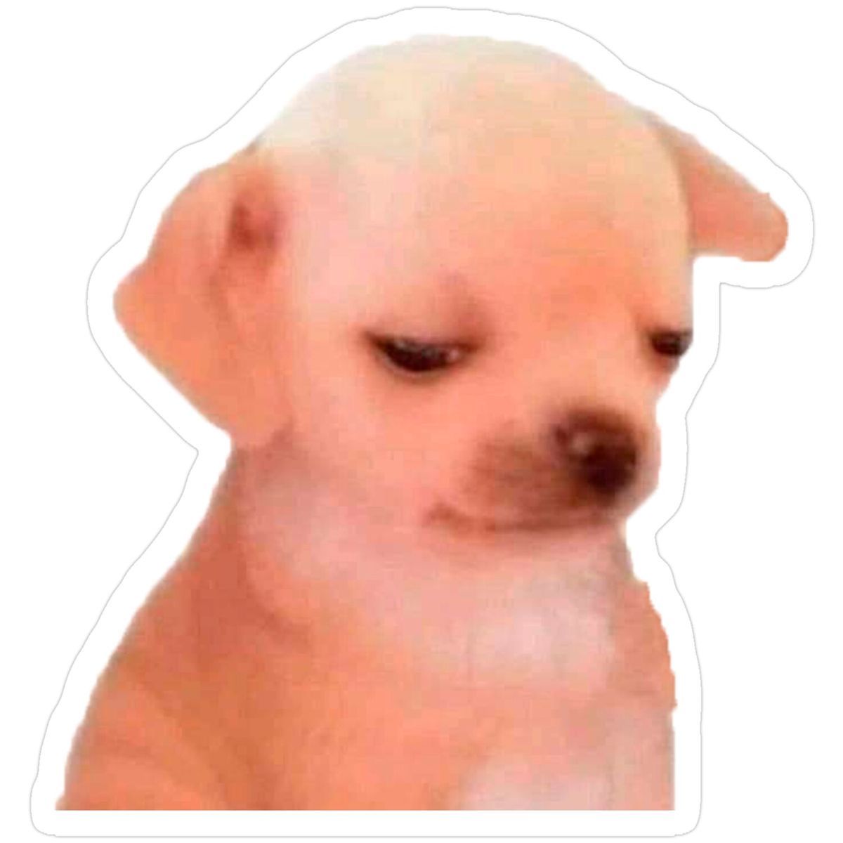Unimpressed Chihuahua Meme Sticker