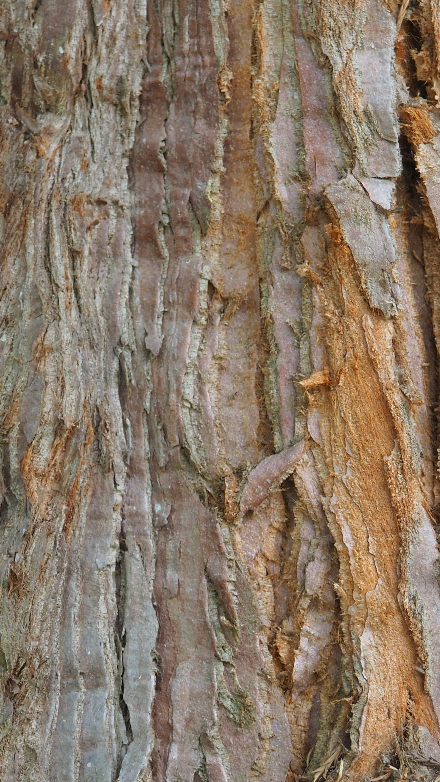 Close Up of Tree Bark