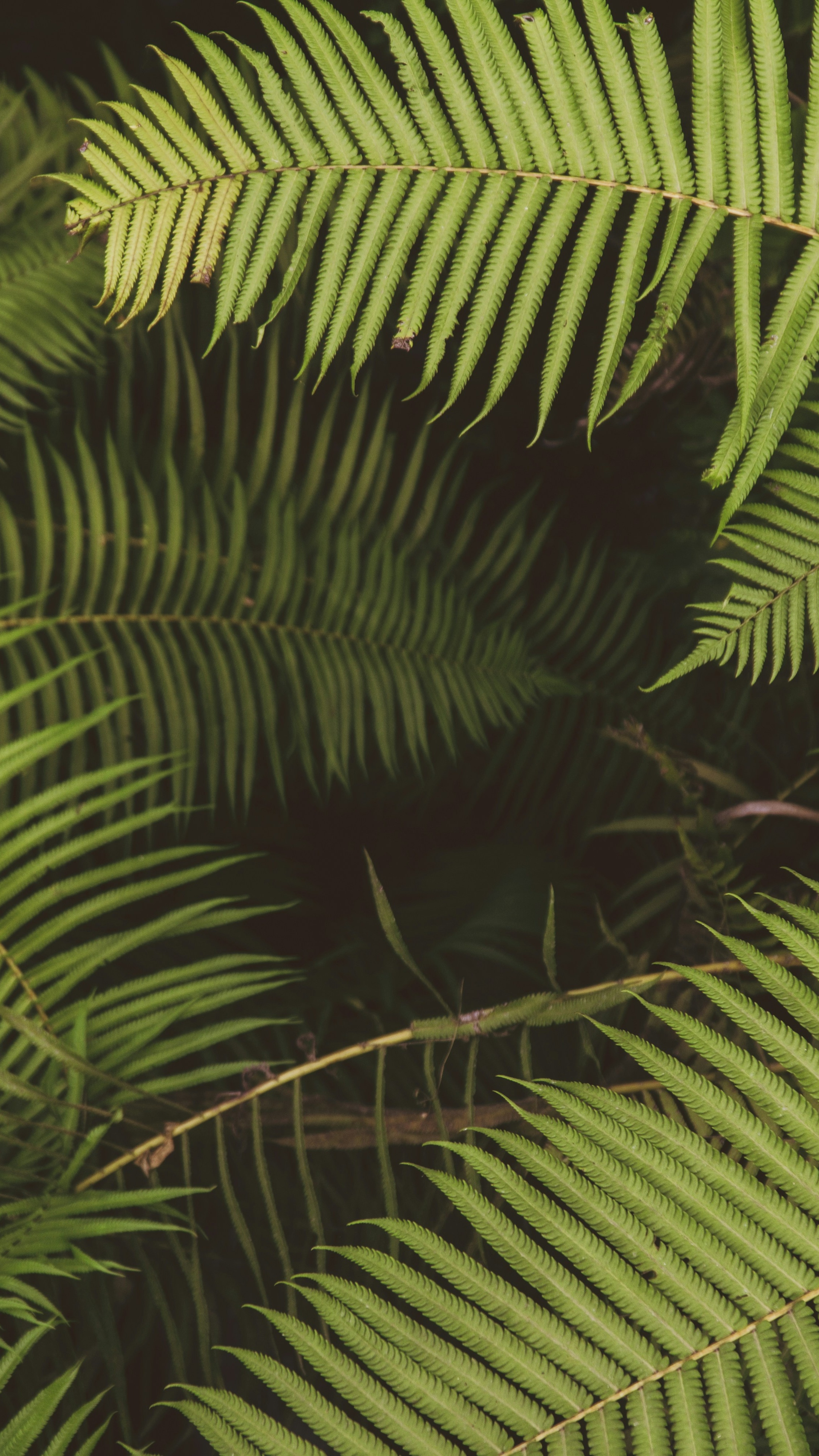 Wallpapers