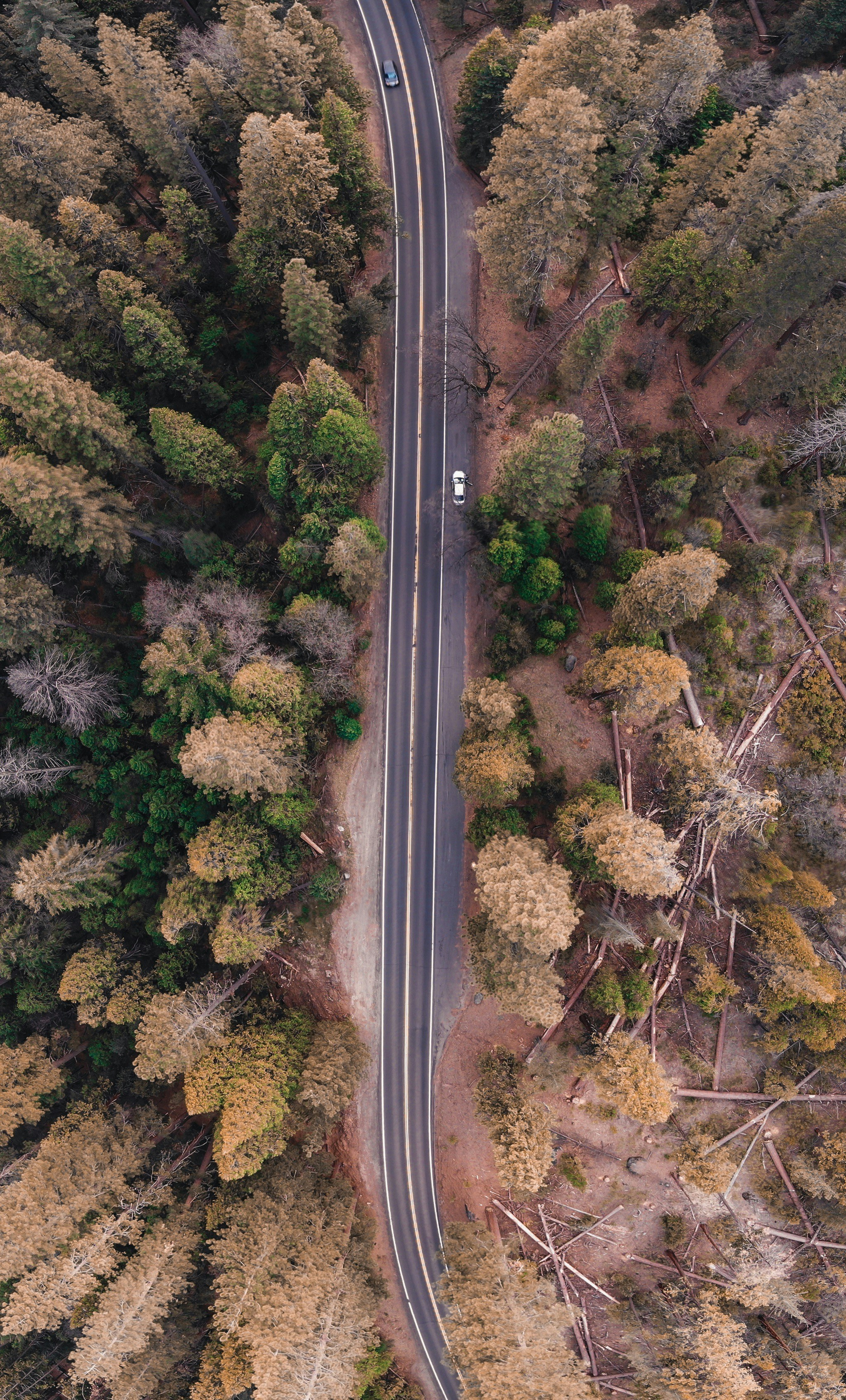 Aerial View of Forest Road