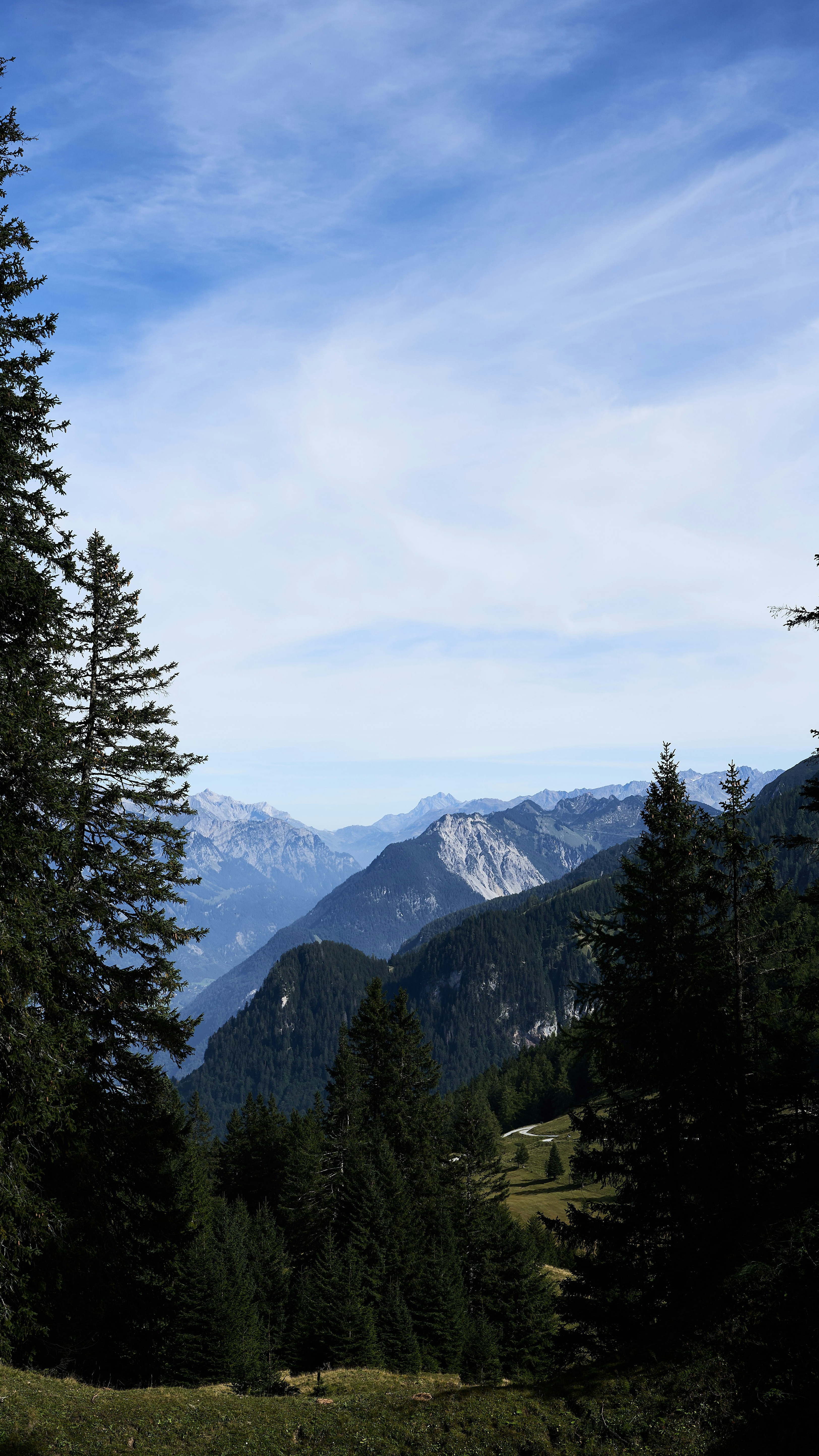 Alpine Mountain Forest View