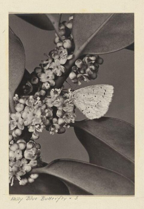 Holly Blue Butterfly on Flower