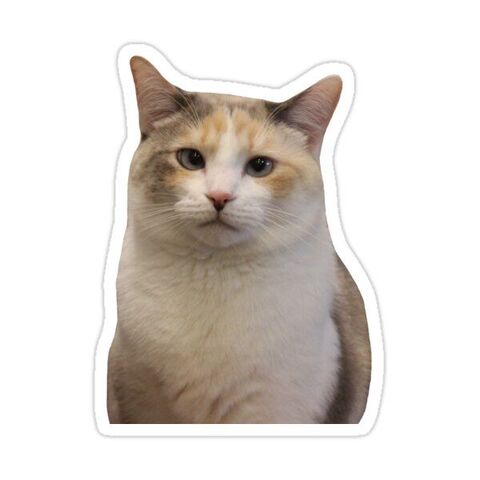 Neutral Face Cat Meme Sticker