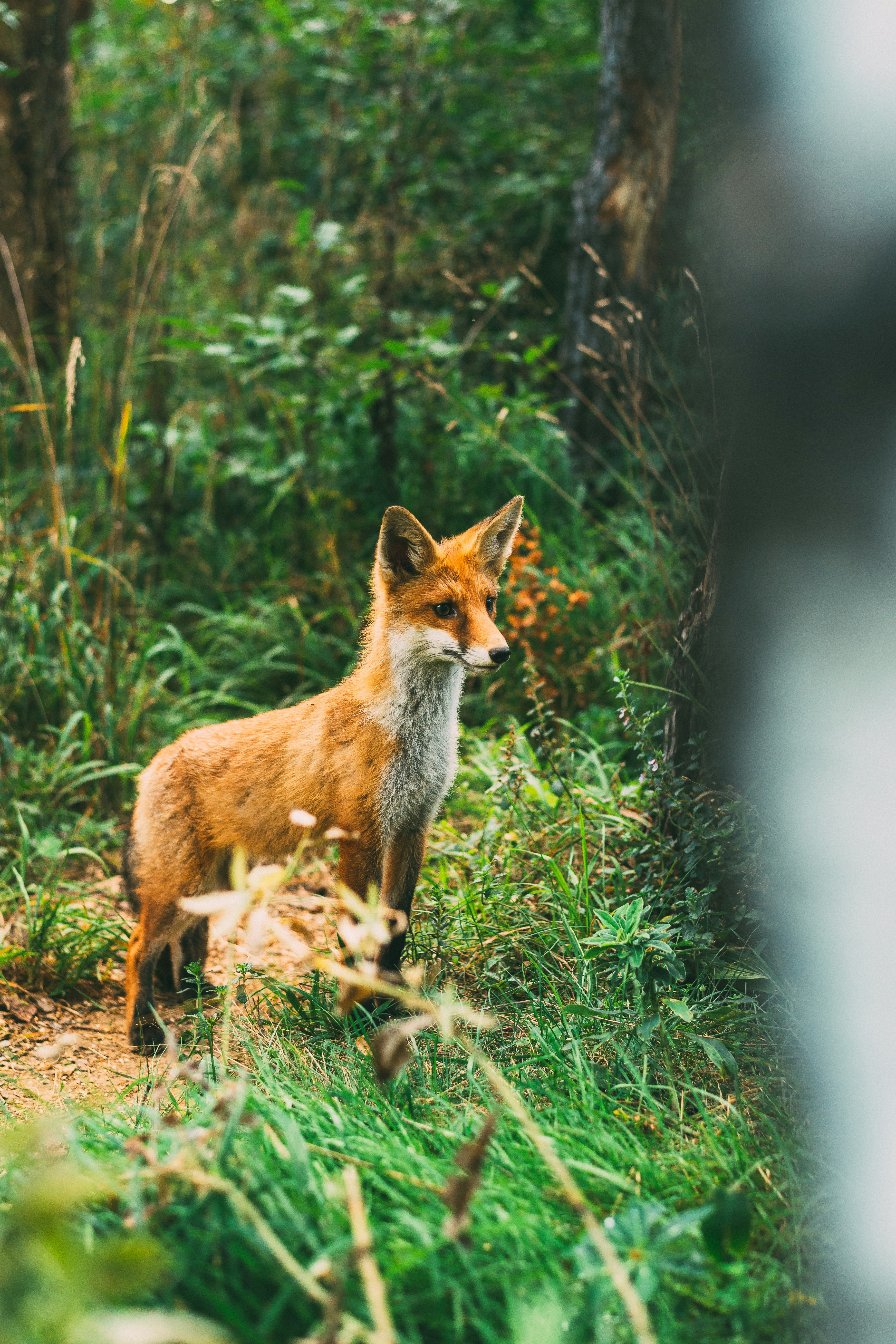 Red Fox on Forest Path
