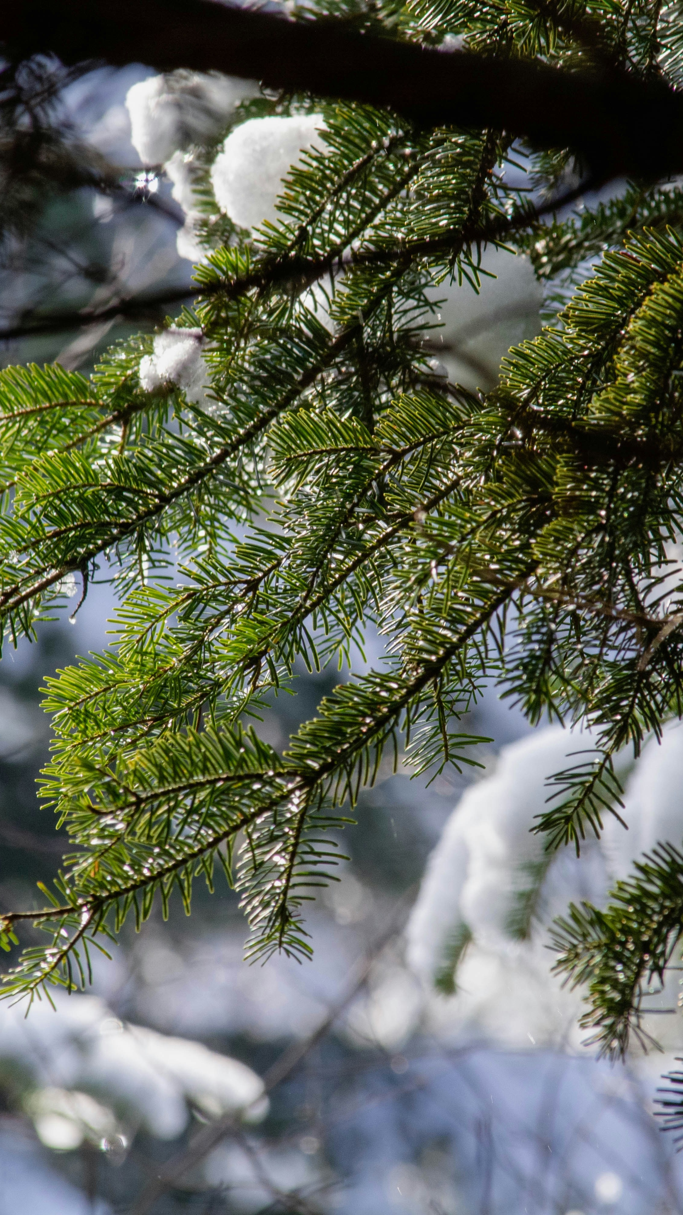 Snow Covered Evergreen Pine Branches