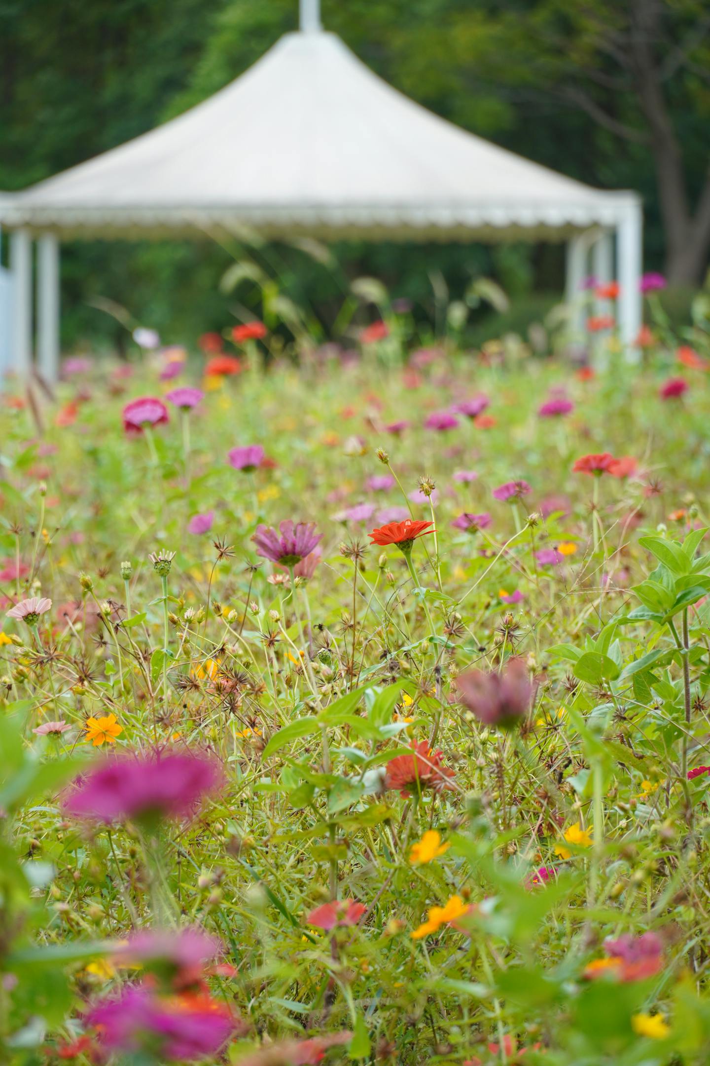 Wildflower Meadow With White Gazebo — Encyclopedia