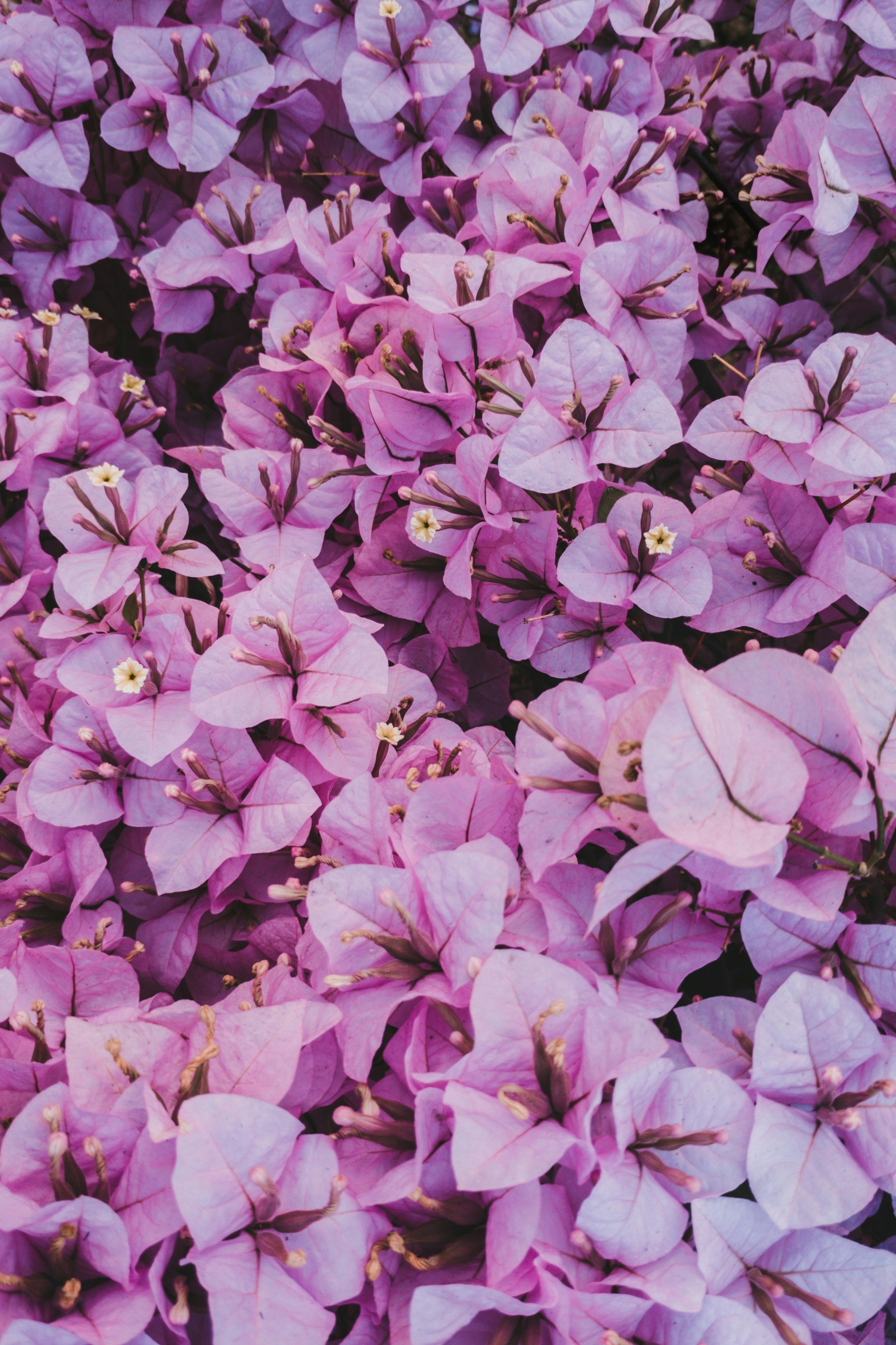 Close Up of Purple Bougainvillea