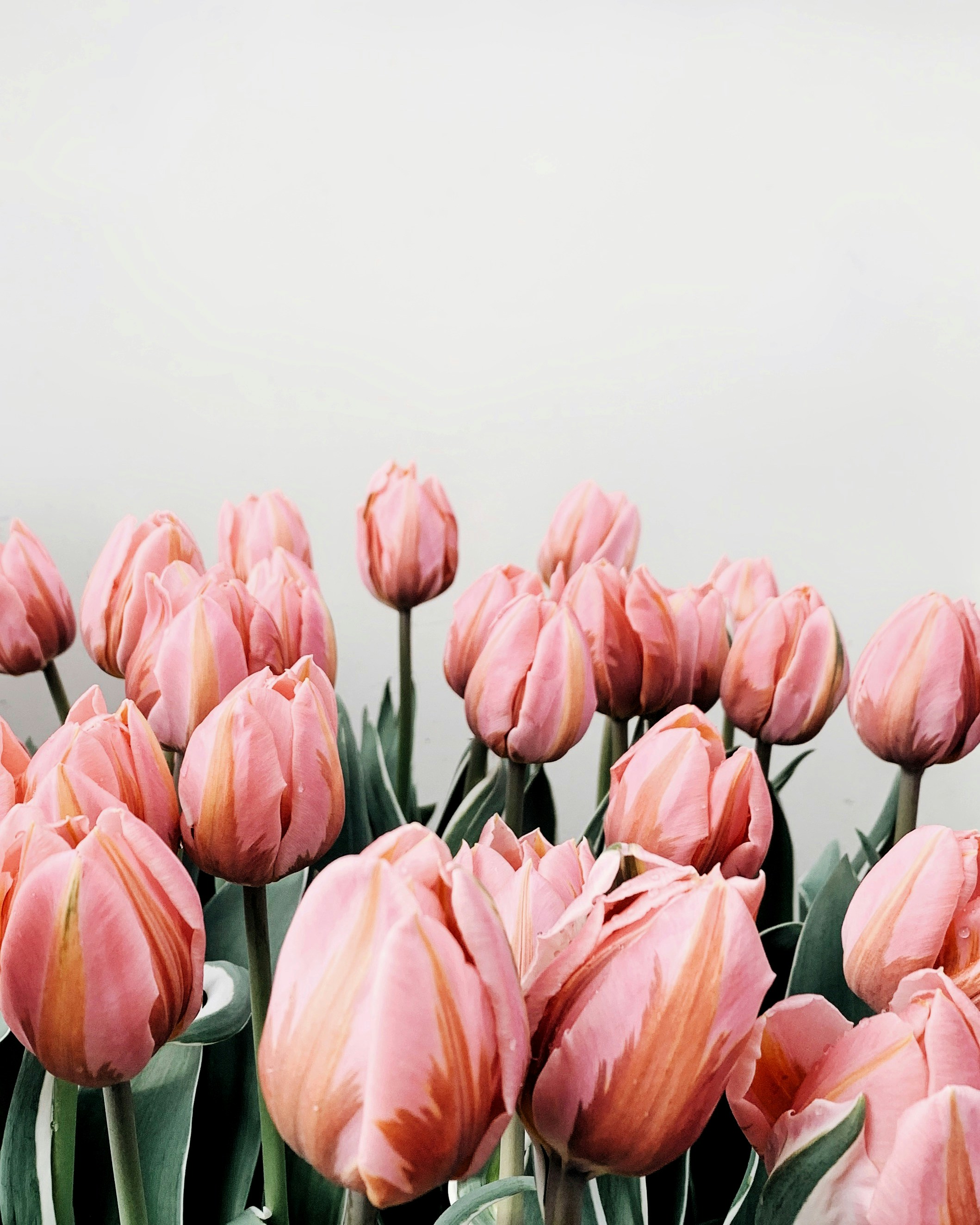 Blooming Pink Tulips