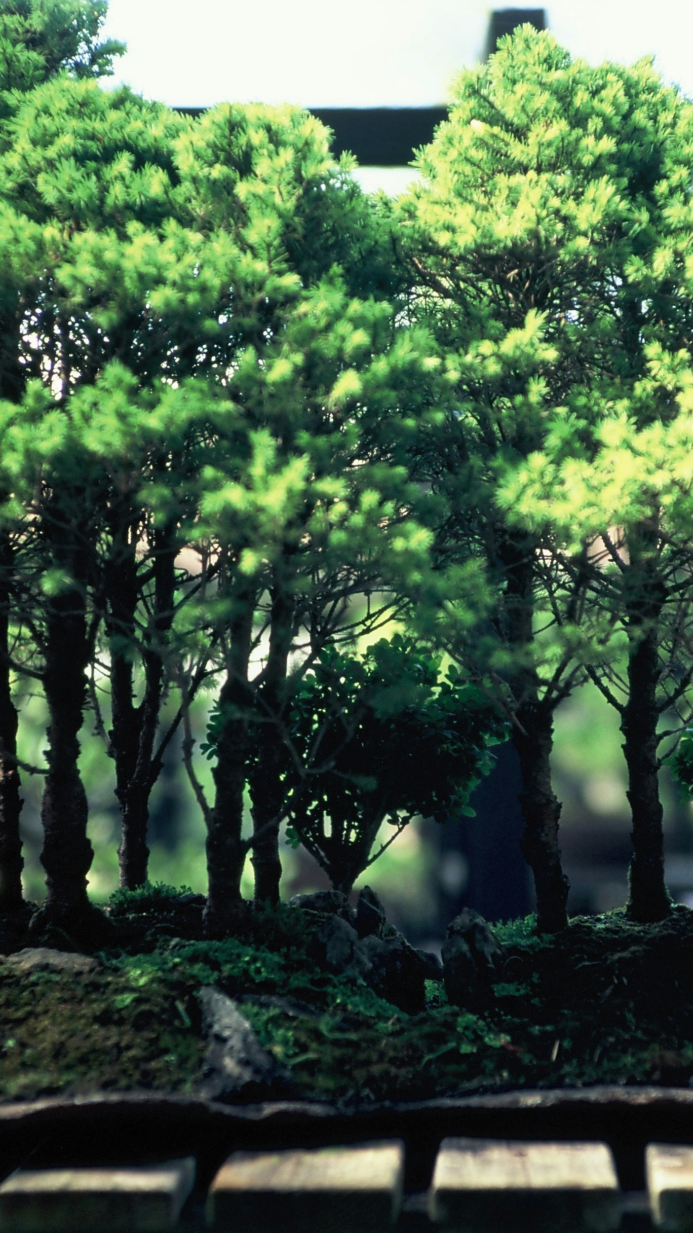 Bonsai Miniature Forest