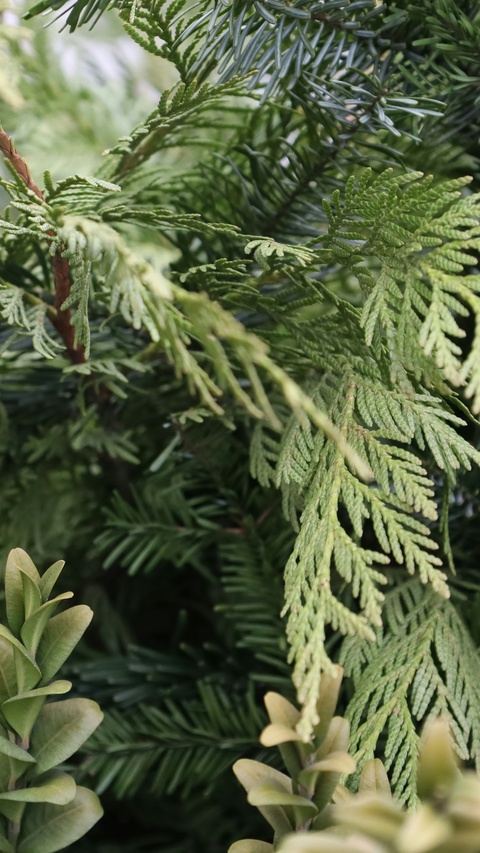 Close Up of Mixed Evergreen Foliage