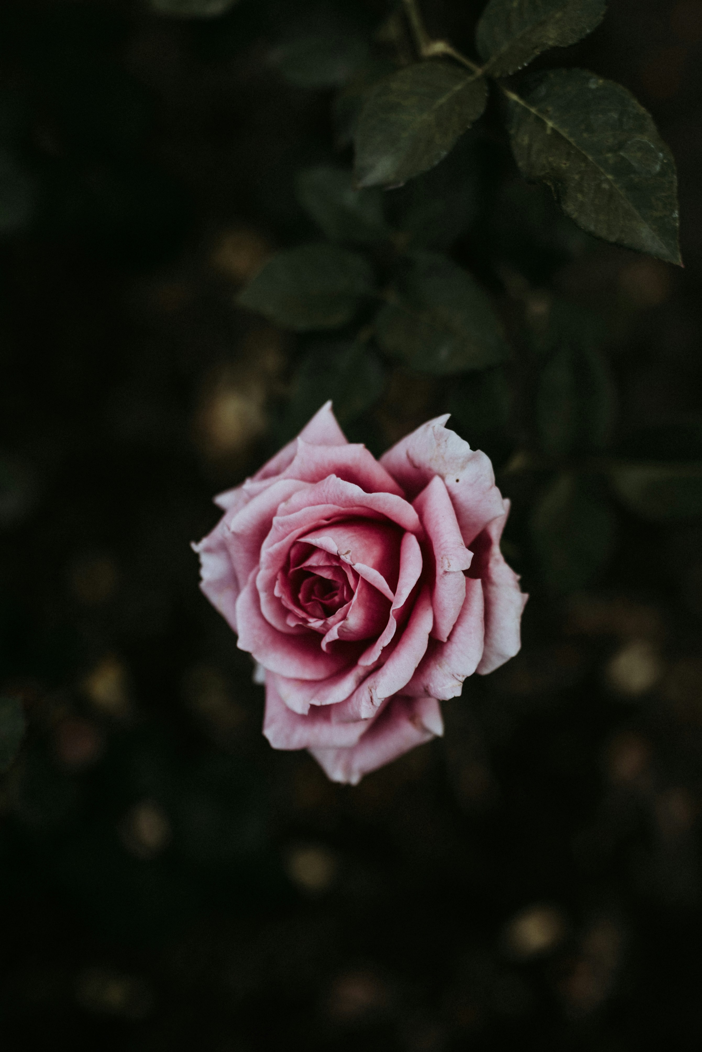 Pink Rose Against Dark Foliage