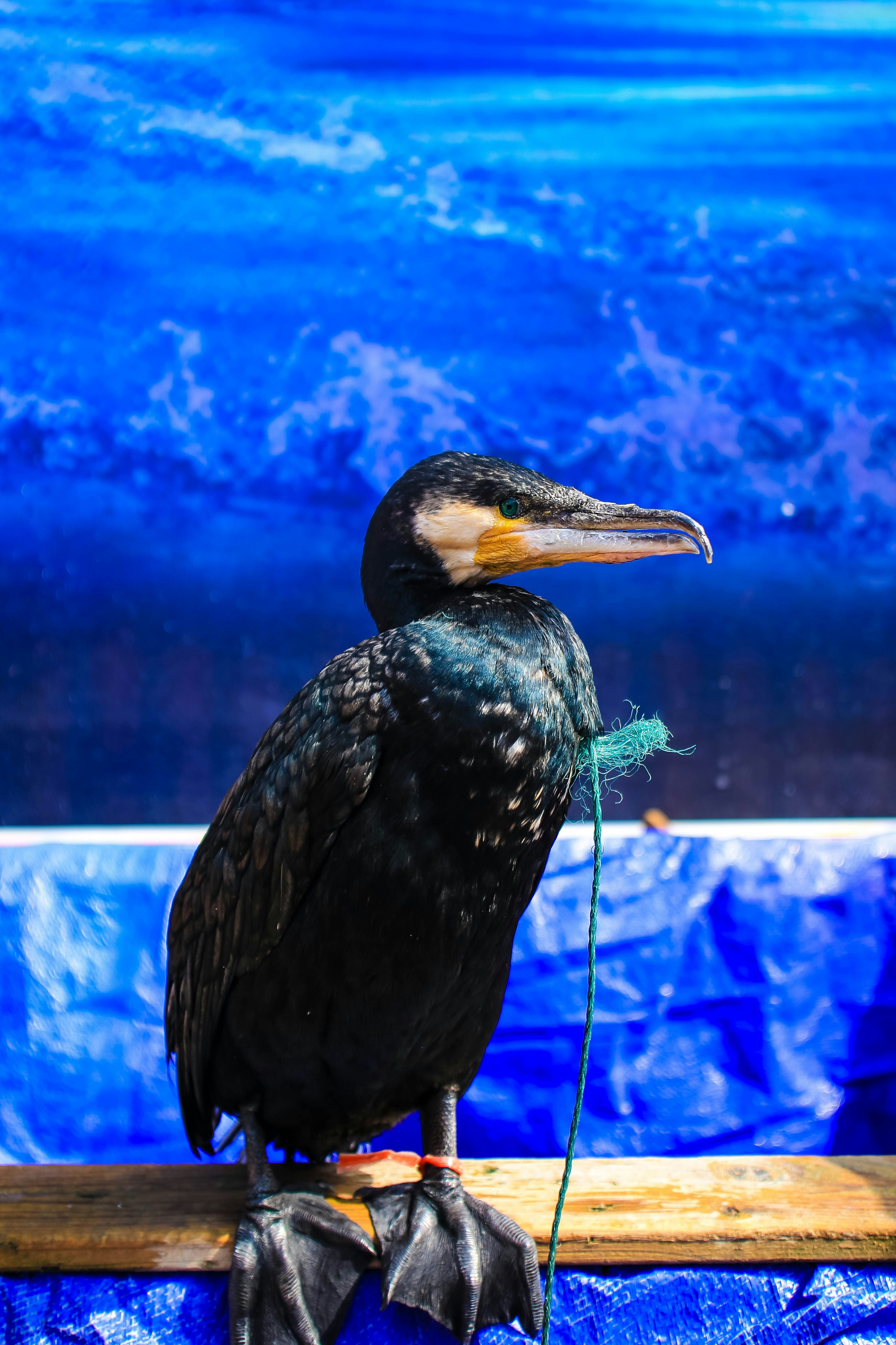 Tethered Cormorant Perched on Wood
