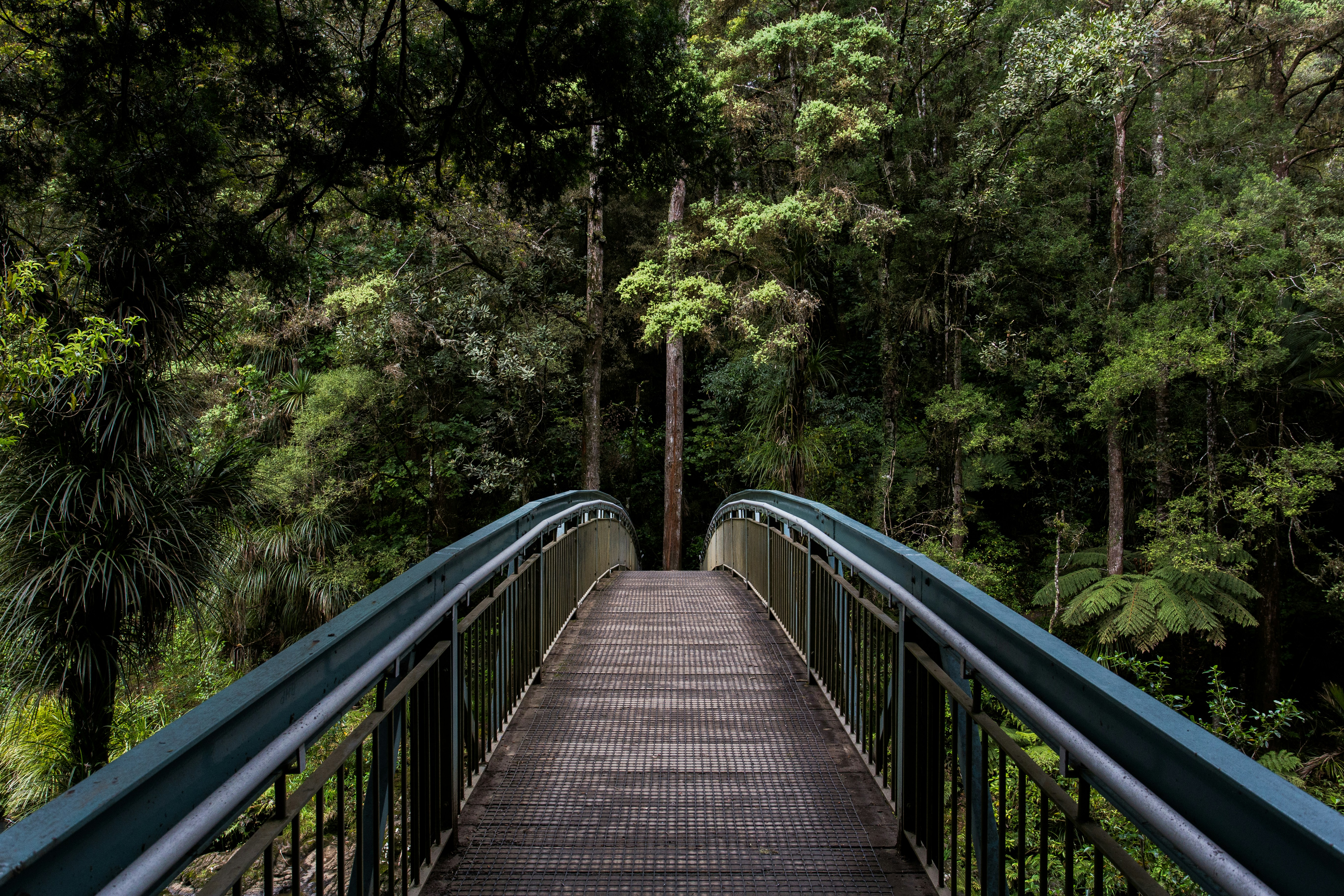 Footbridge into Dense Forest