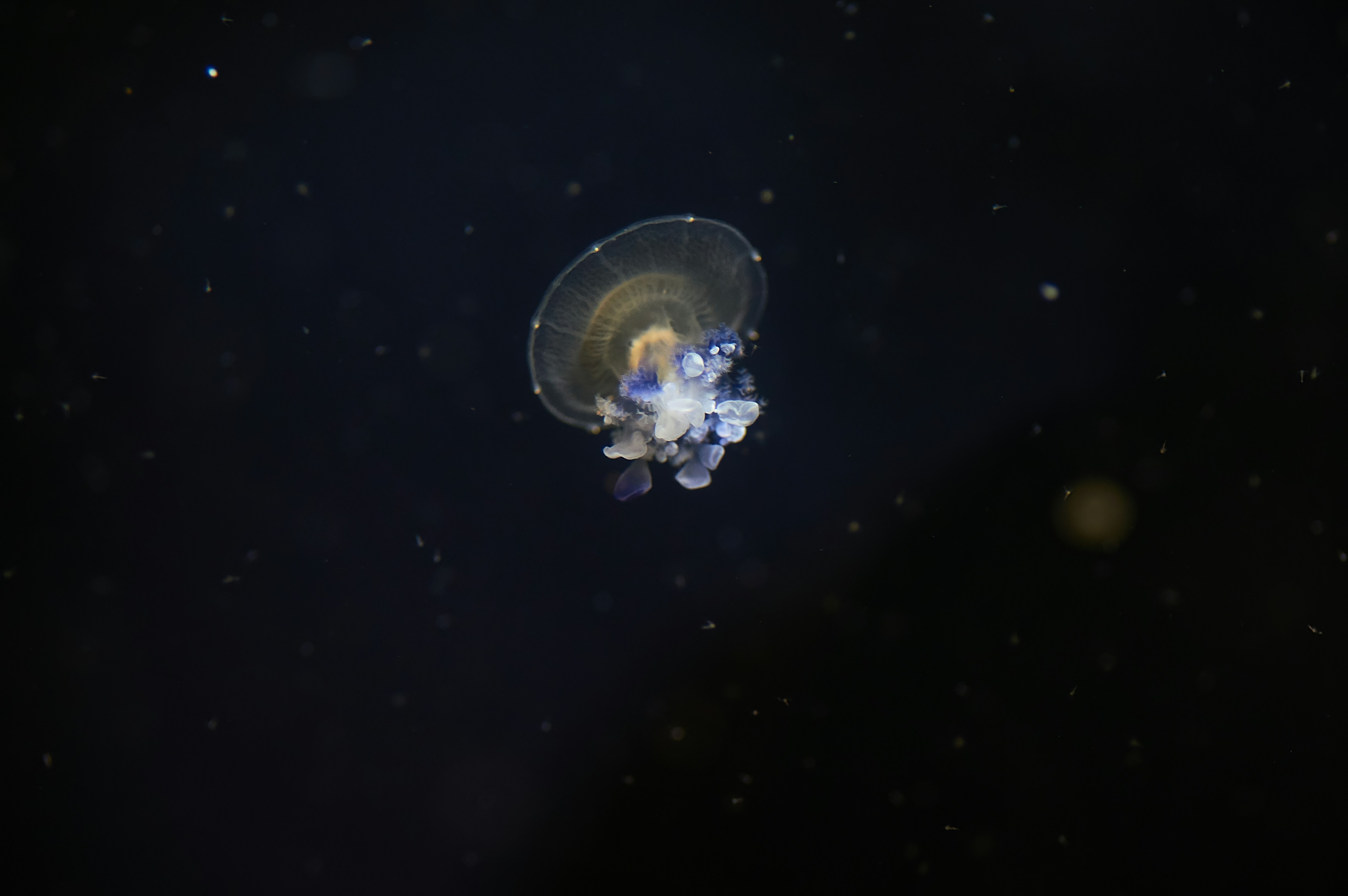 Jellyfish in Dark Deep Water