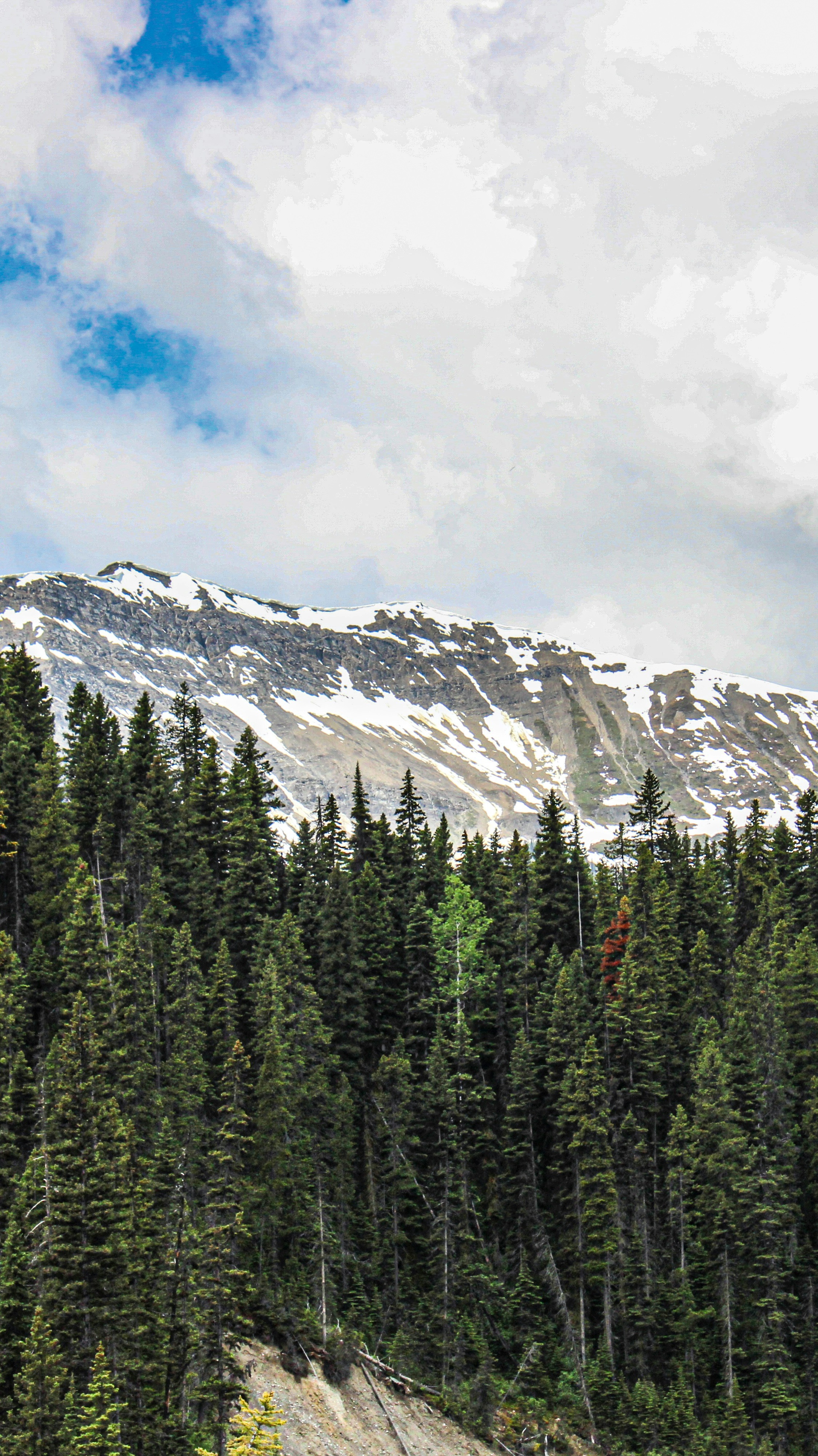 Snow-Capped Mountain Behind Pine Forest