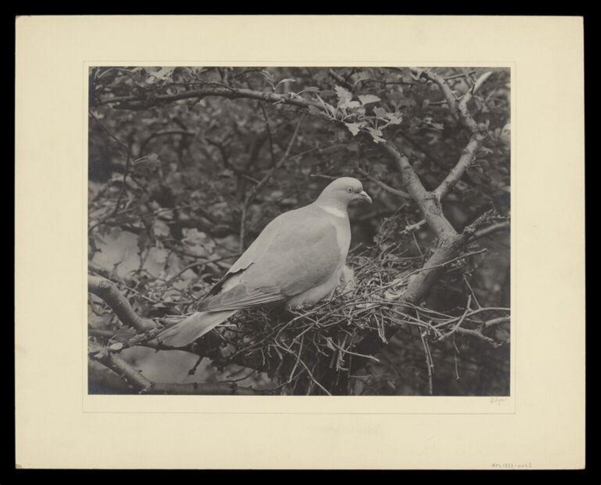 Wood Pigeon Sitting on Nest