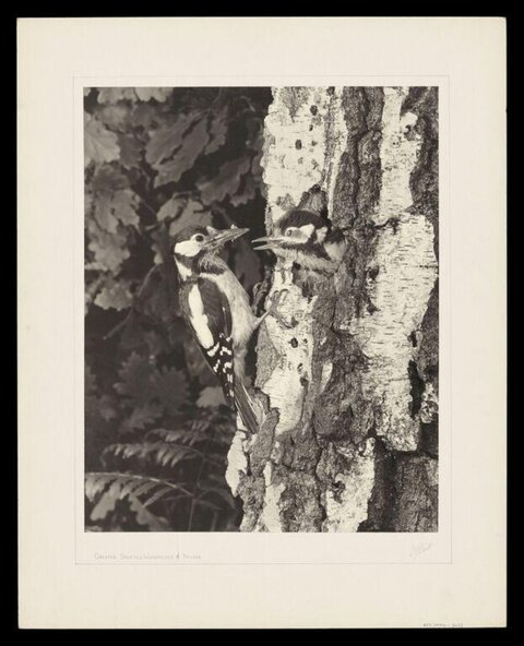 Great Spotted Woodpecker Feeding Chick