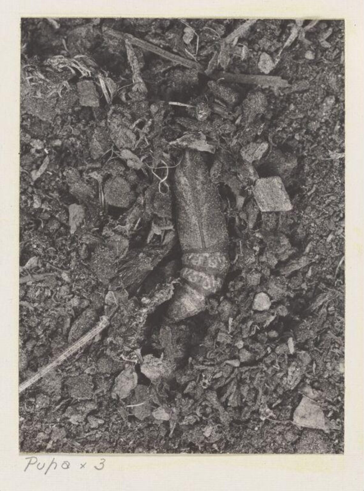 Insect Pupa In Natural Soil