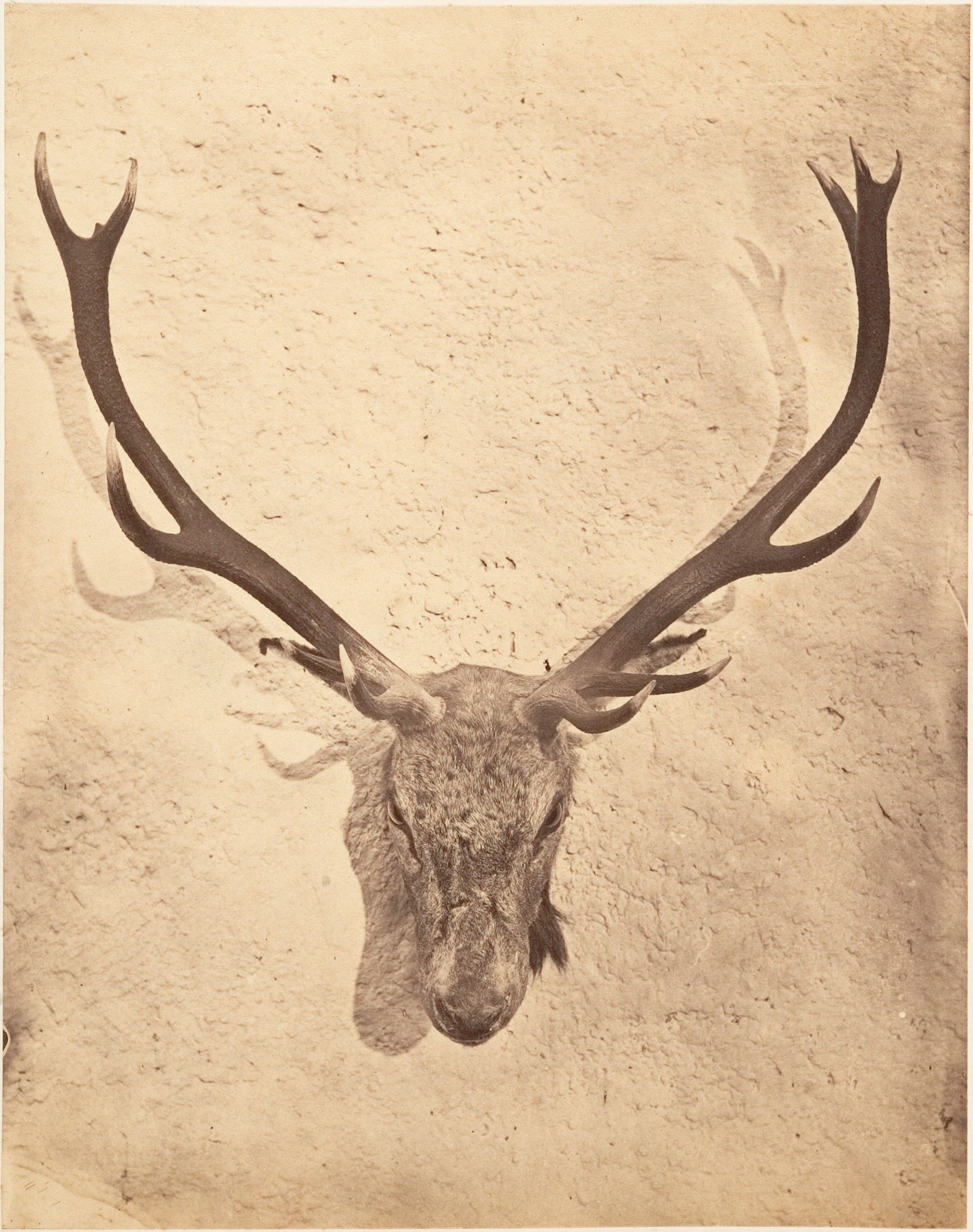 Mounted Stag Head Taxidermy