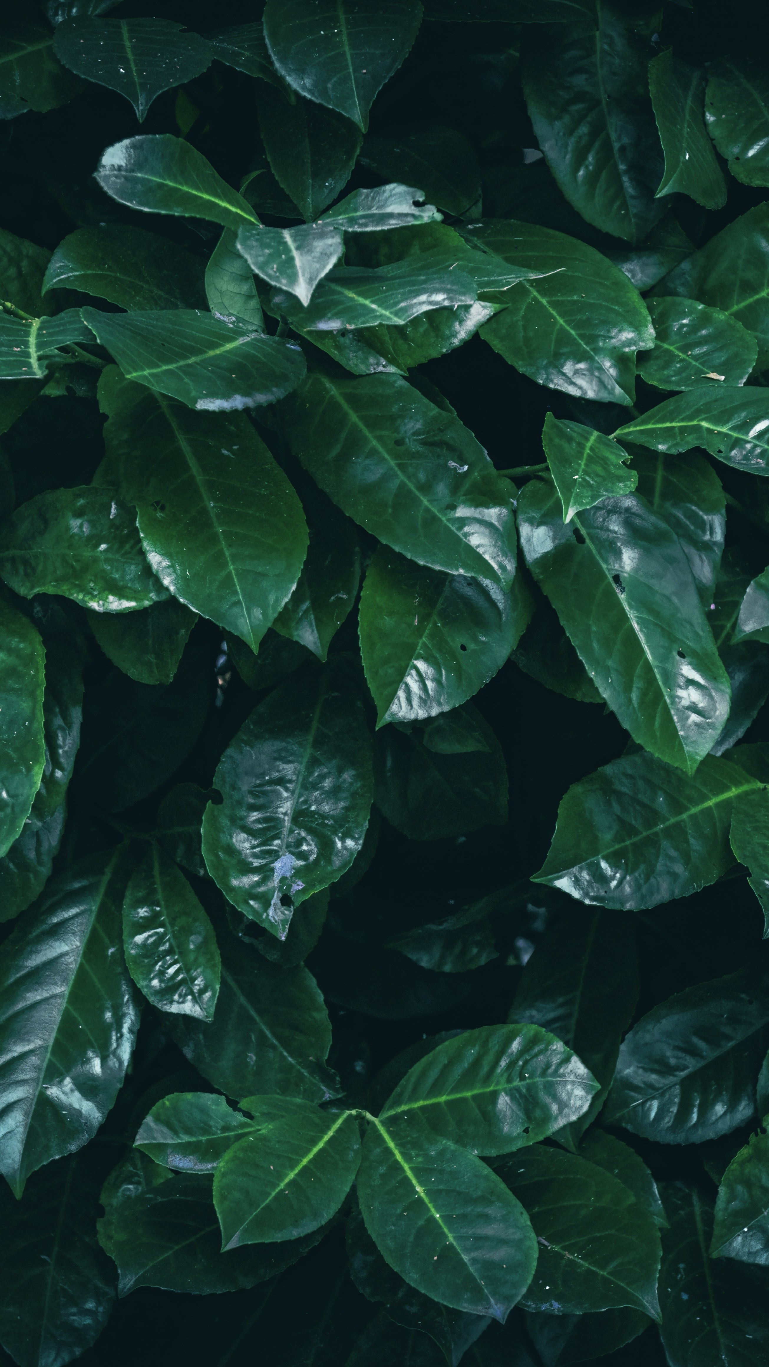 Wallpapers
