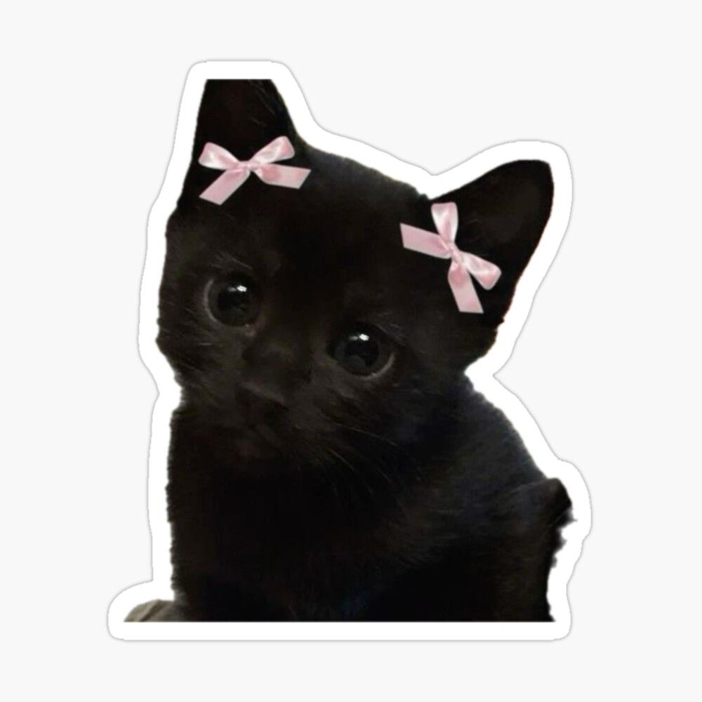 Black Kitten With Pink Bows