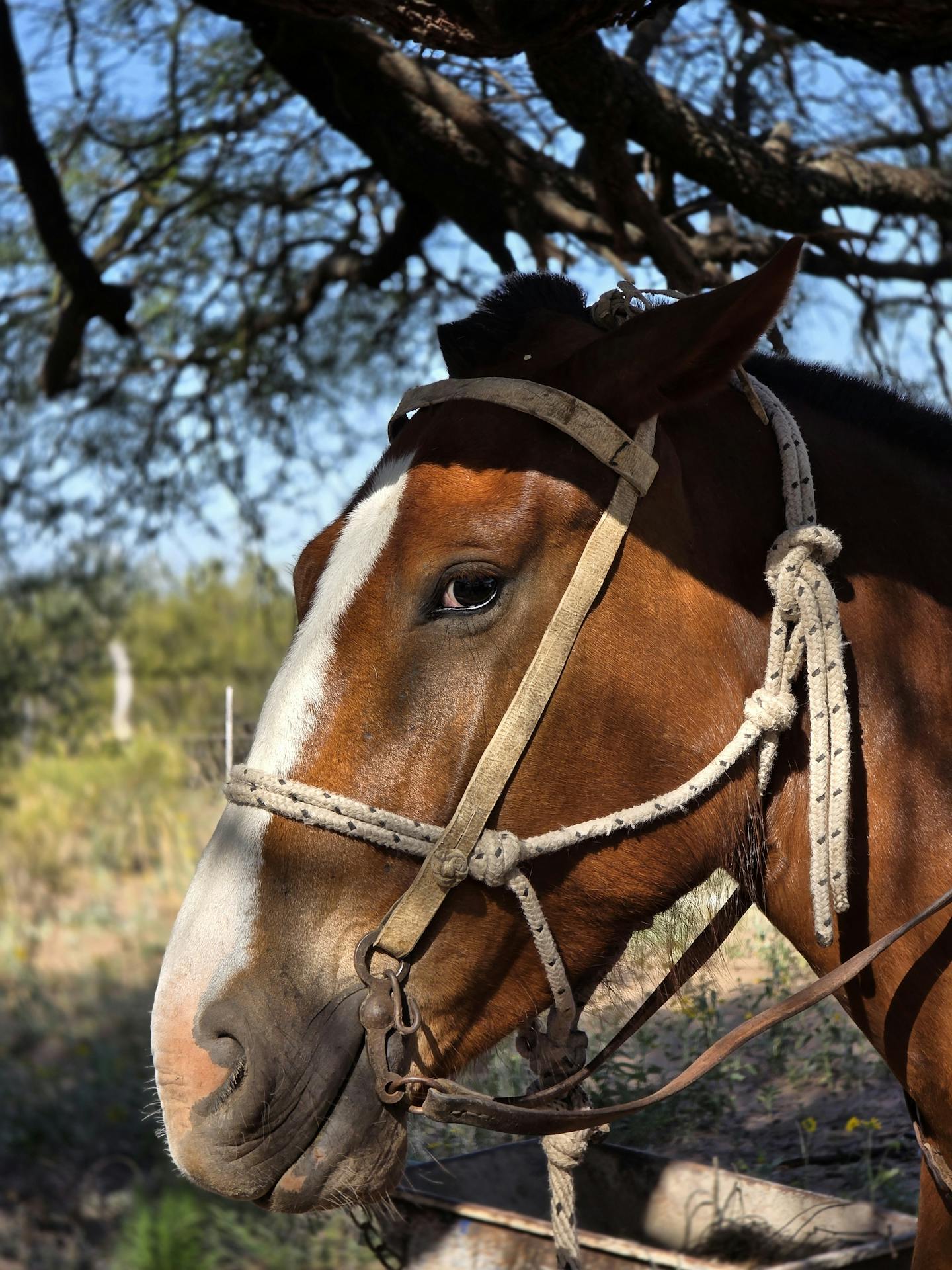 Close-up of Brown Horse Outdoors
