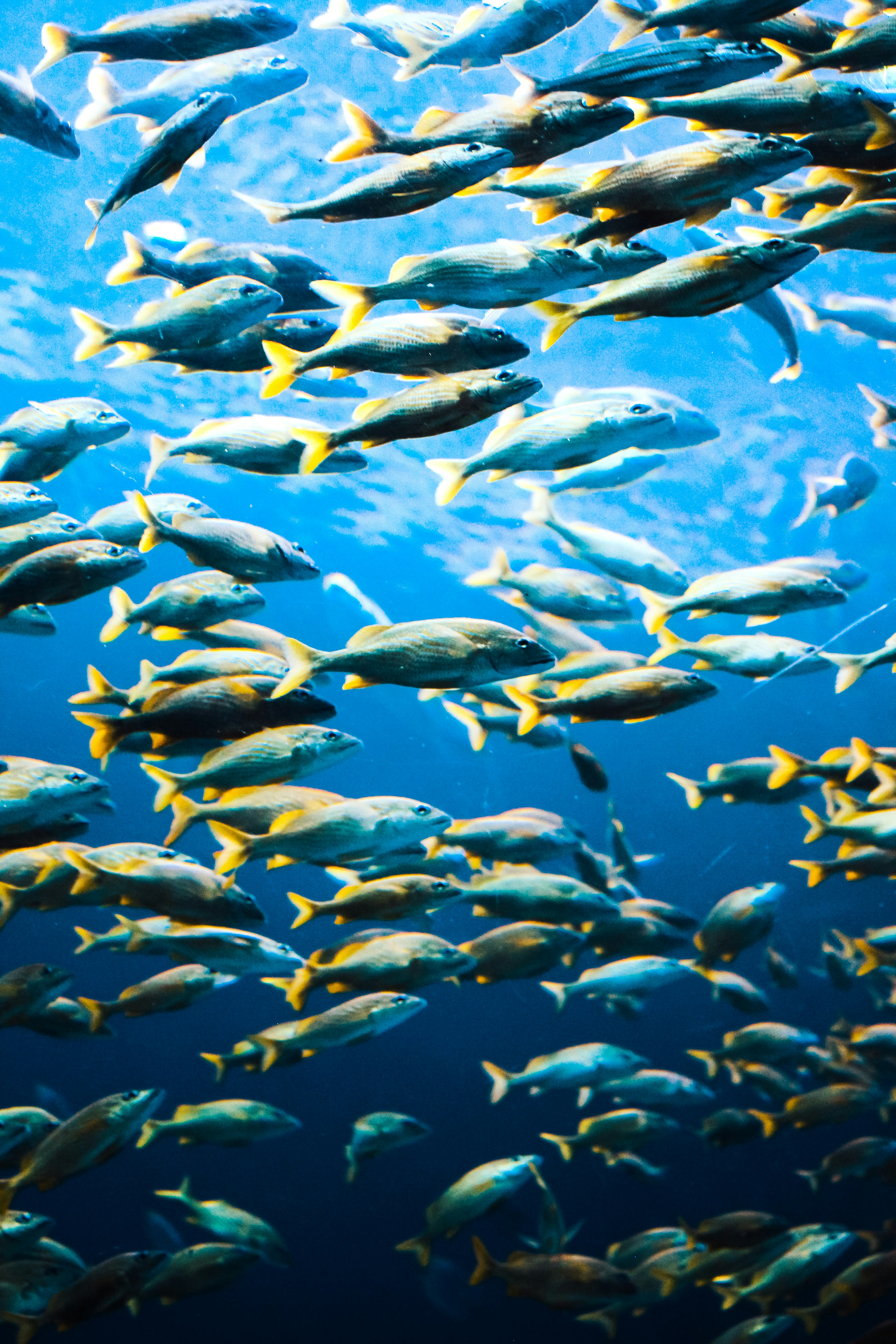 School of Fish Underwater
