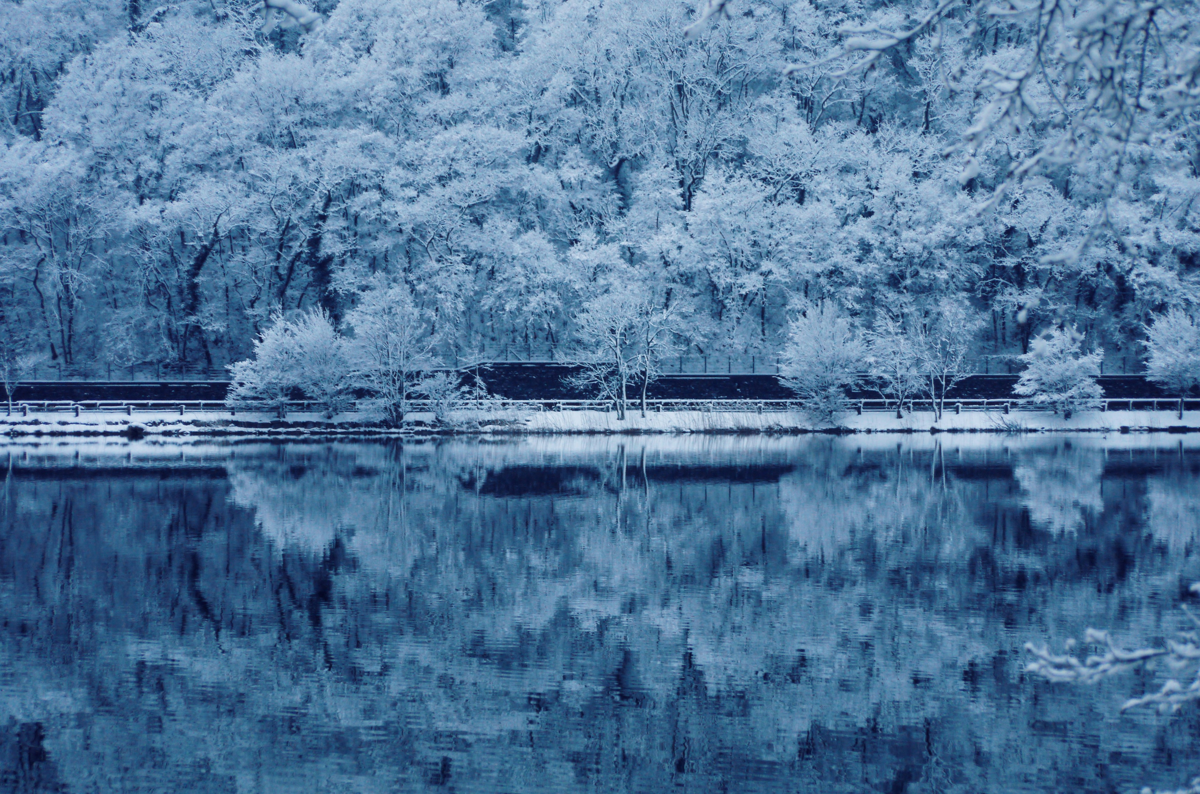 Snow-covered Lakeside Forest