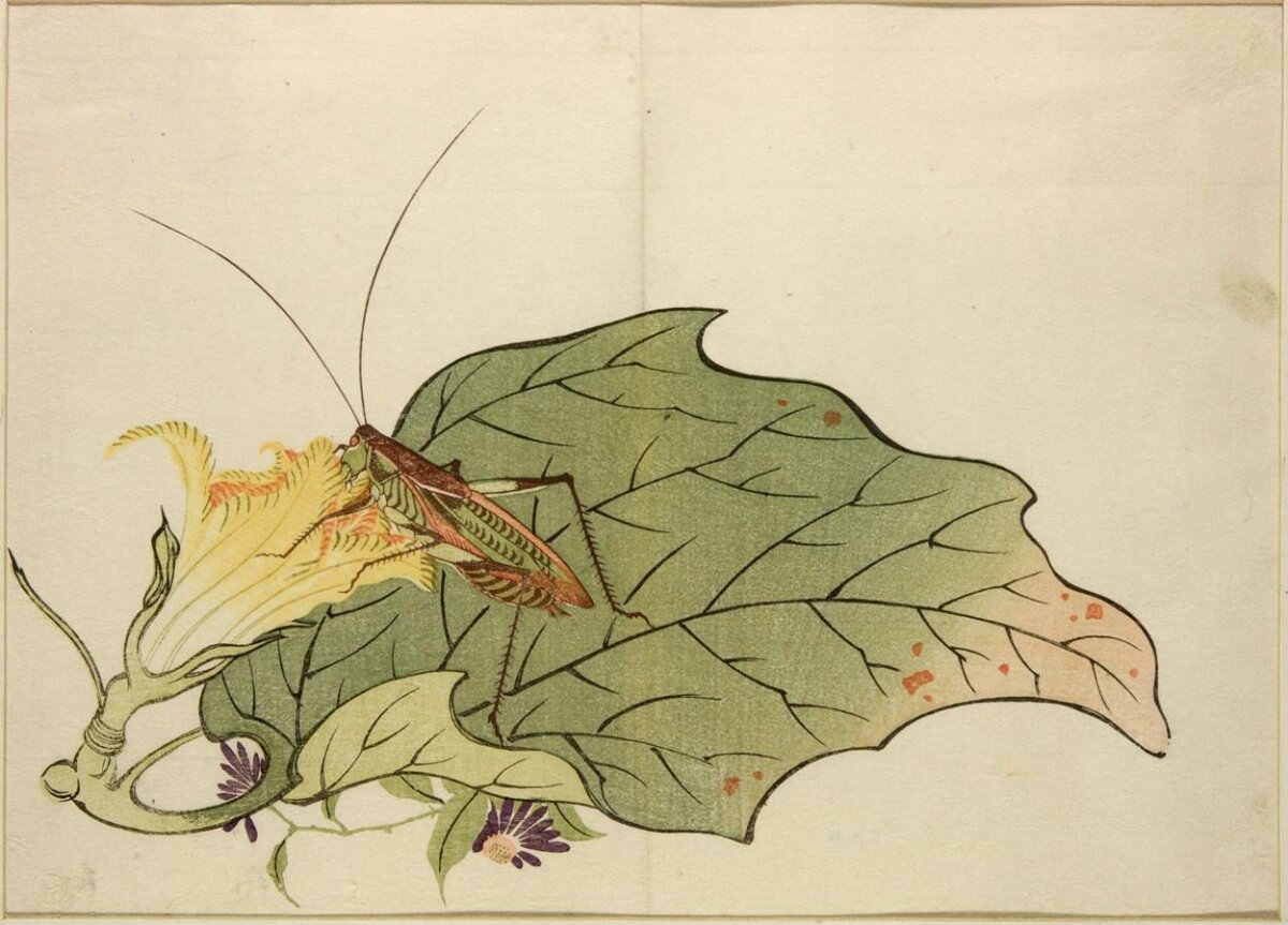 Grasshopper on Leaf and Yellow Flower