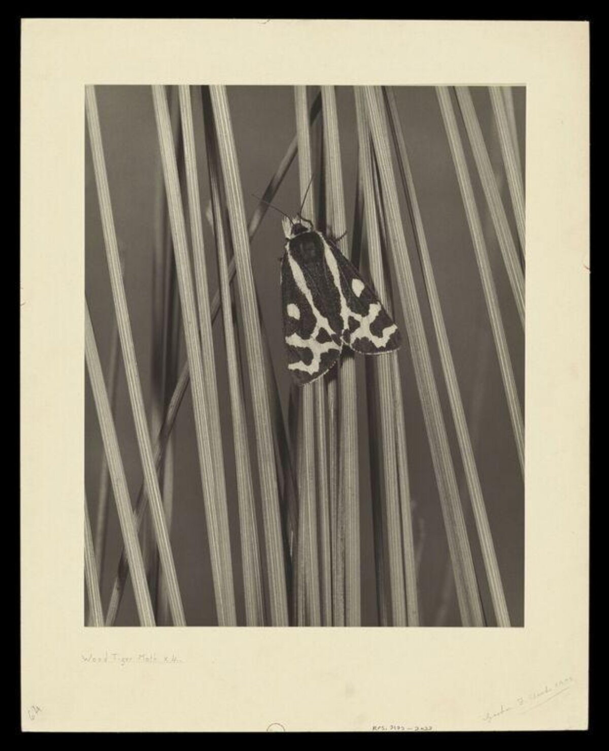 Wood Tiger Moth on Reeds