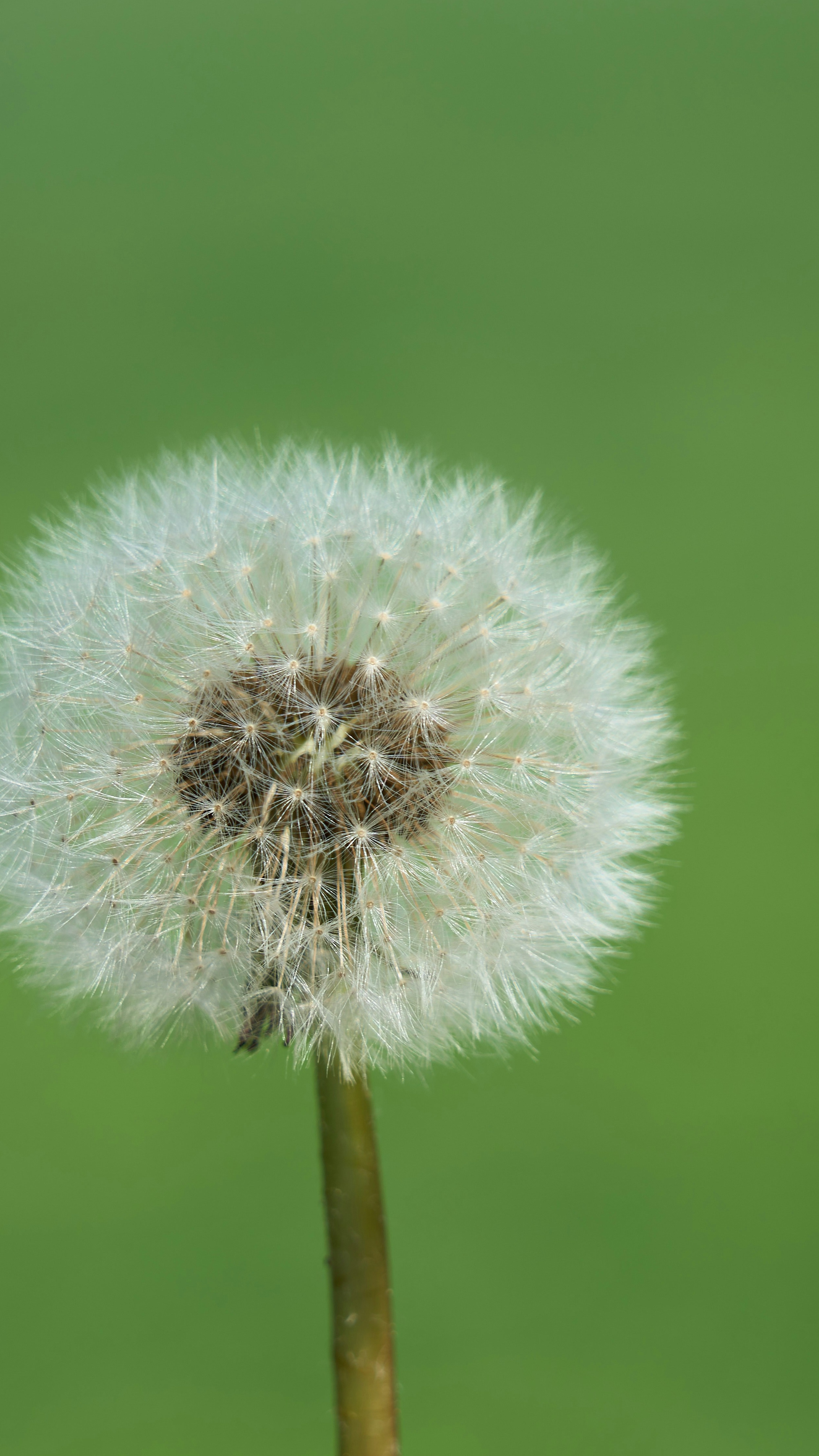 Dandelion Seed Head