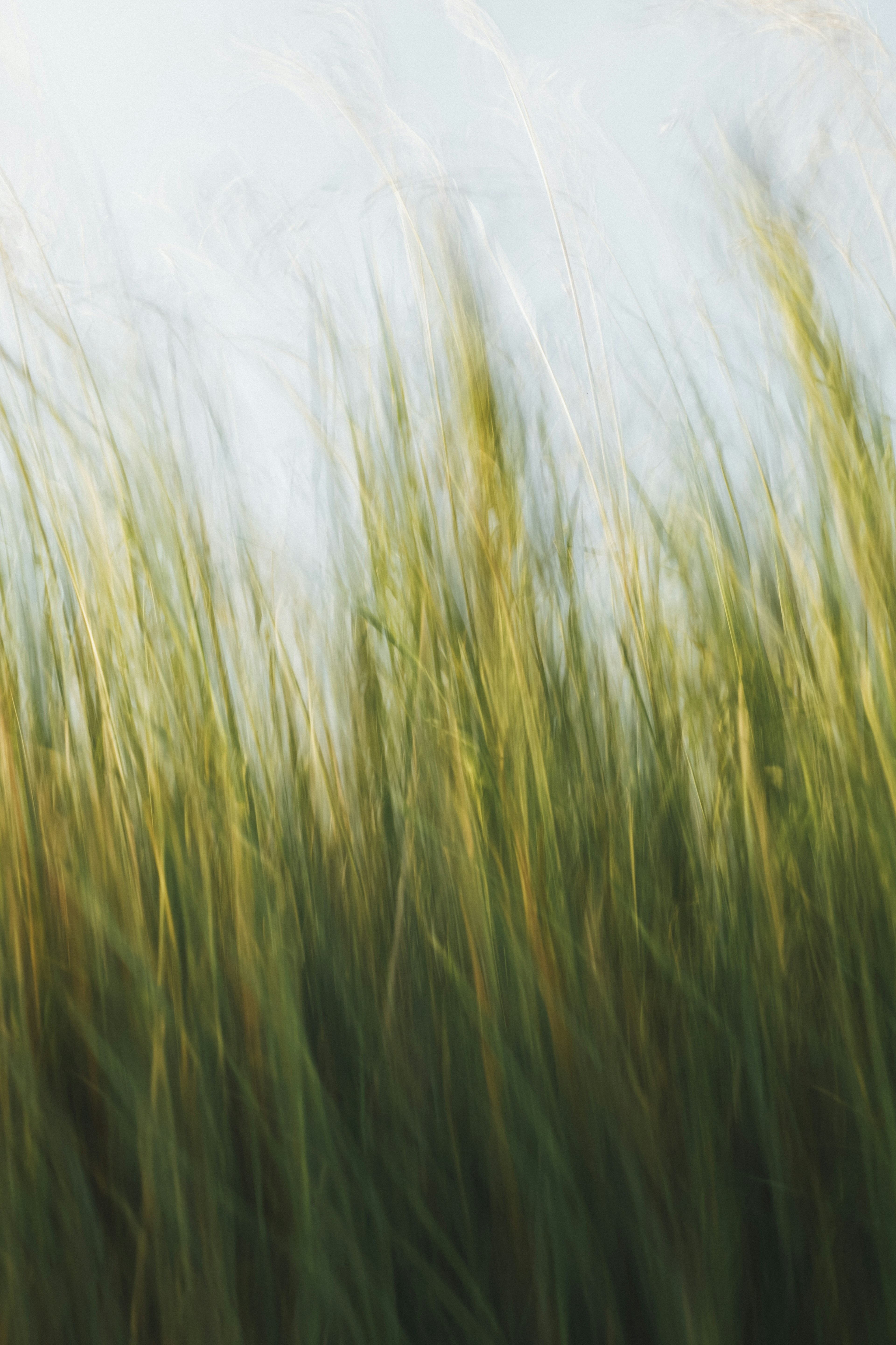 Motion Blurred Wind-blown Grass
