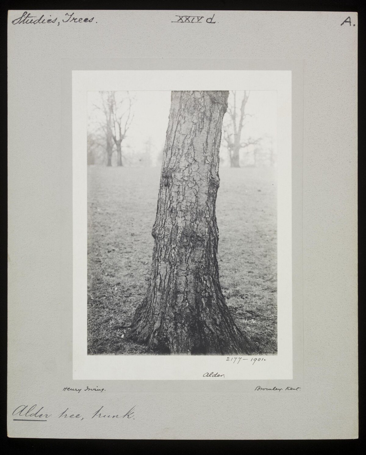 Alder Tree Trunk Botanical Study