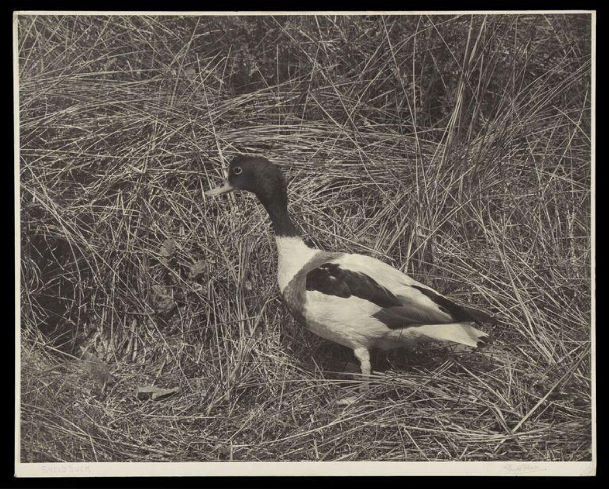 Shelduck in Dry Grass