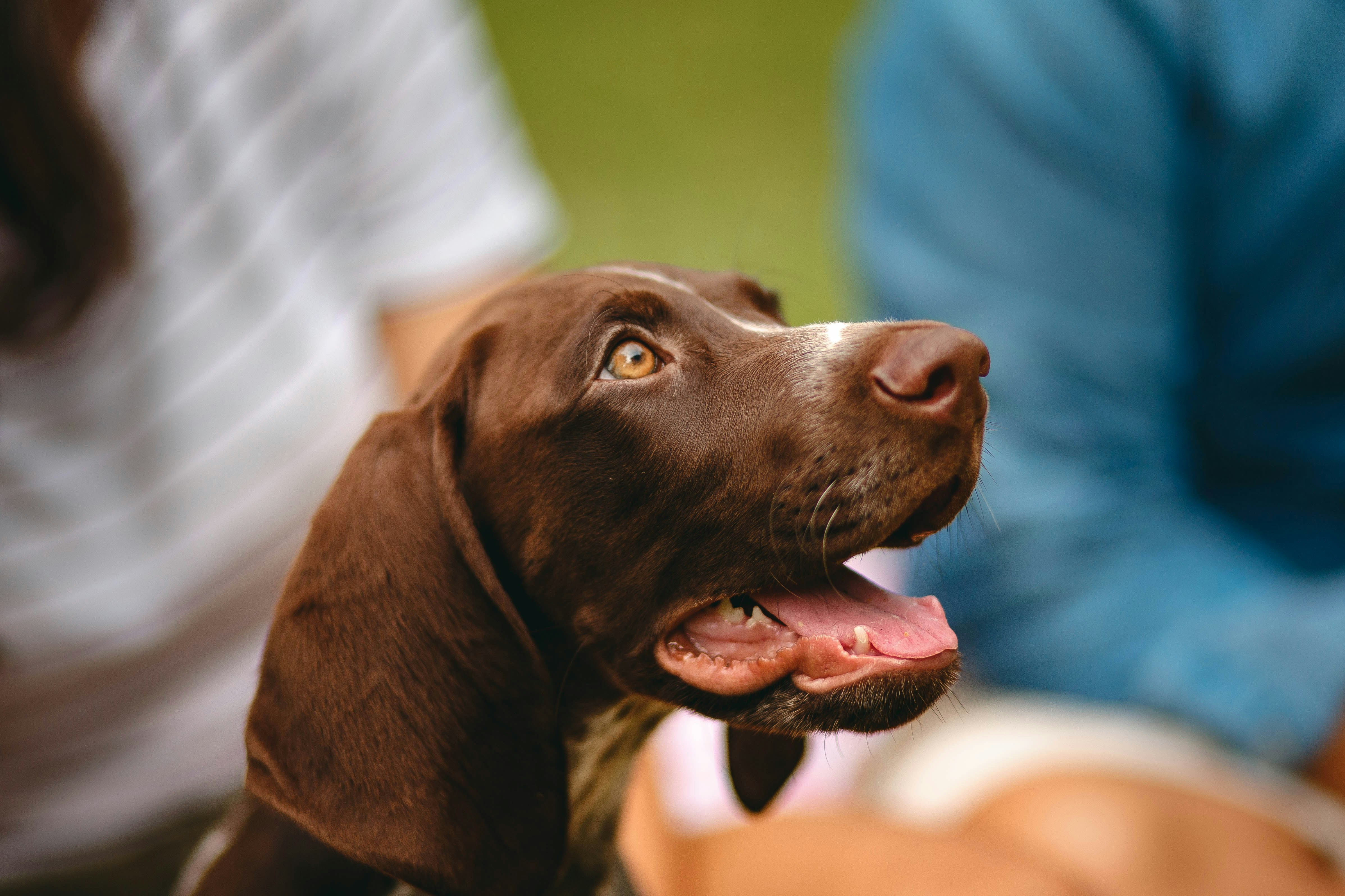 Brown Dog Looking Up — Animal Encyclopedia