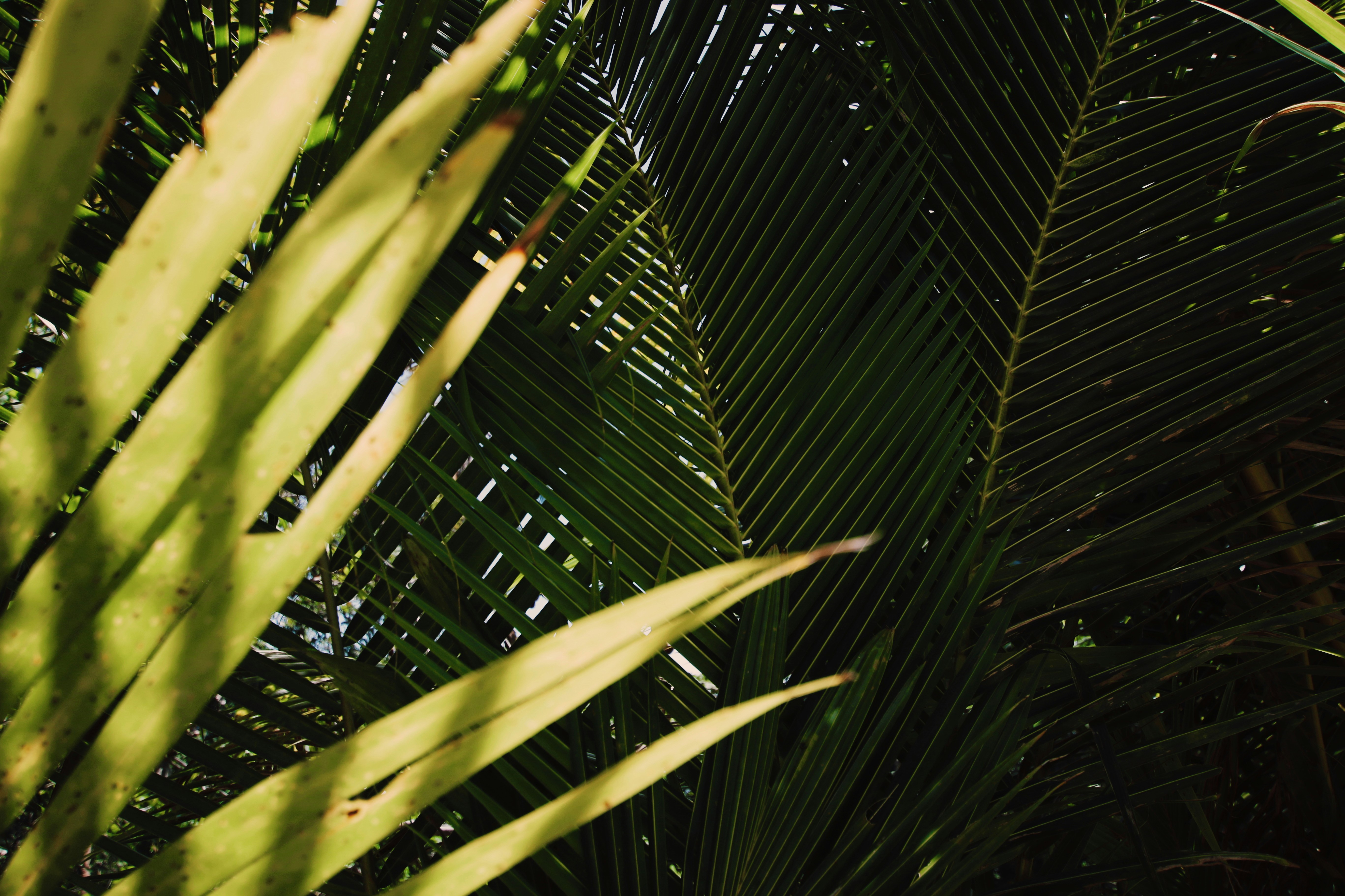 Close-up of Palm Fronds