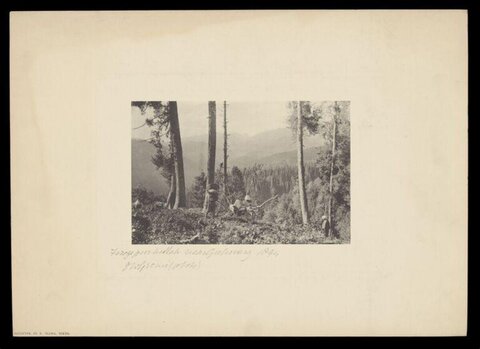 1894 Mountain Forest Logging Scene