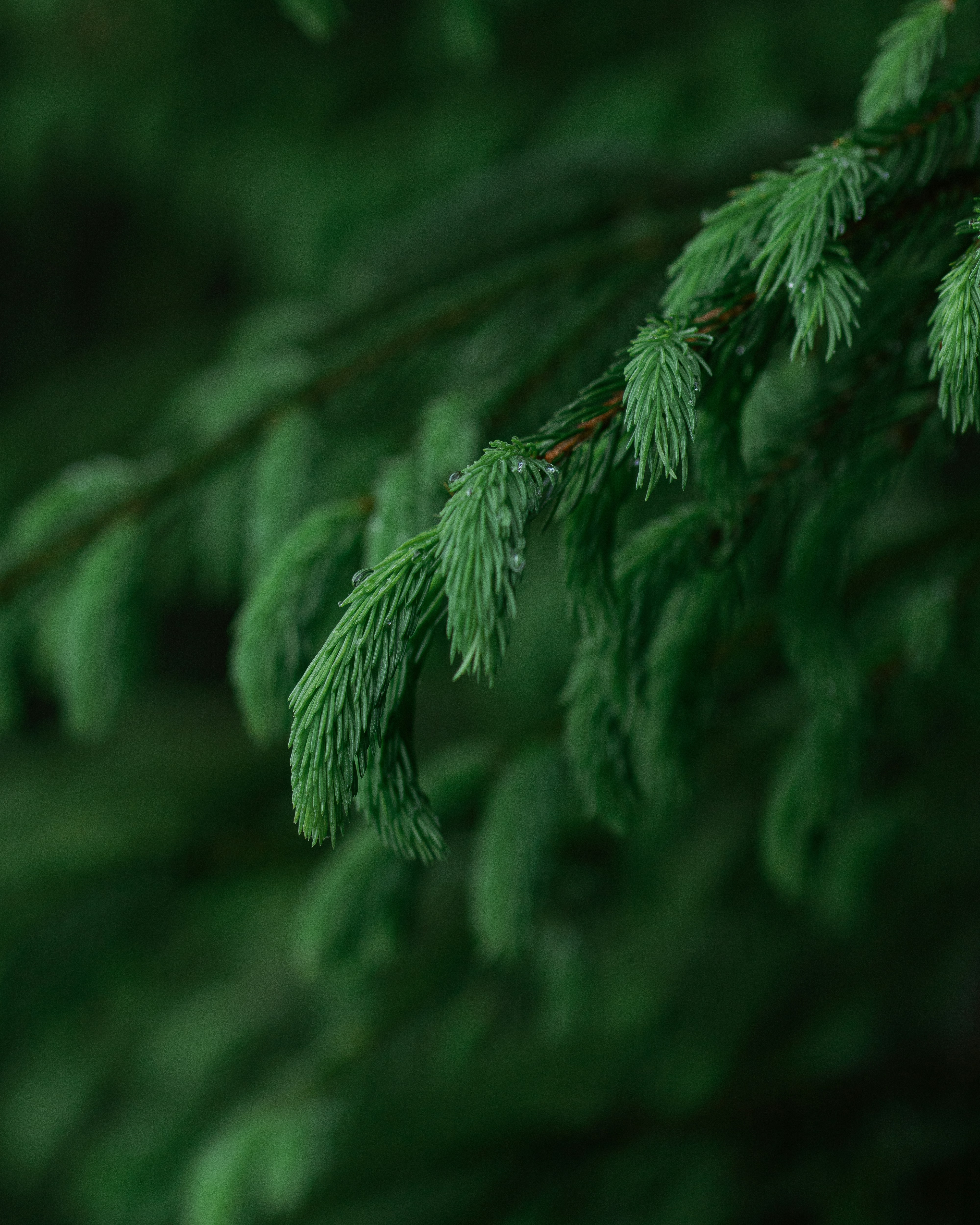 Spruce Branches with Raindrops