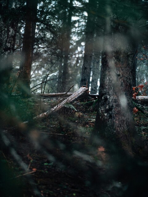Misty Dense Coniferous Forest