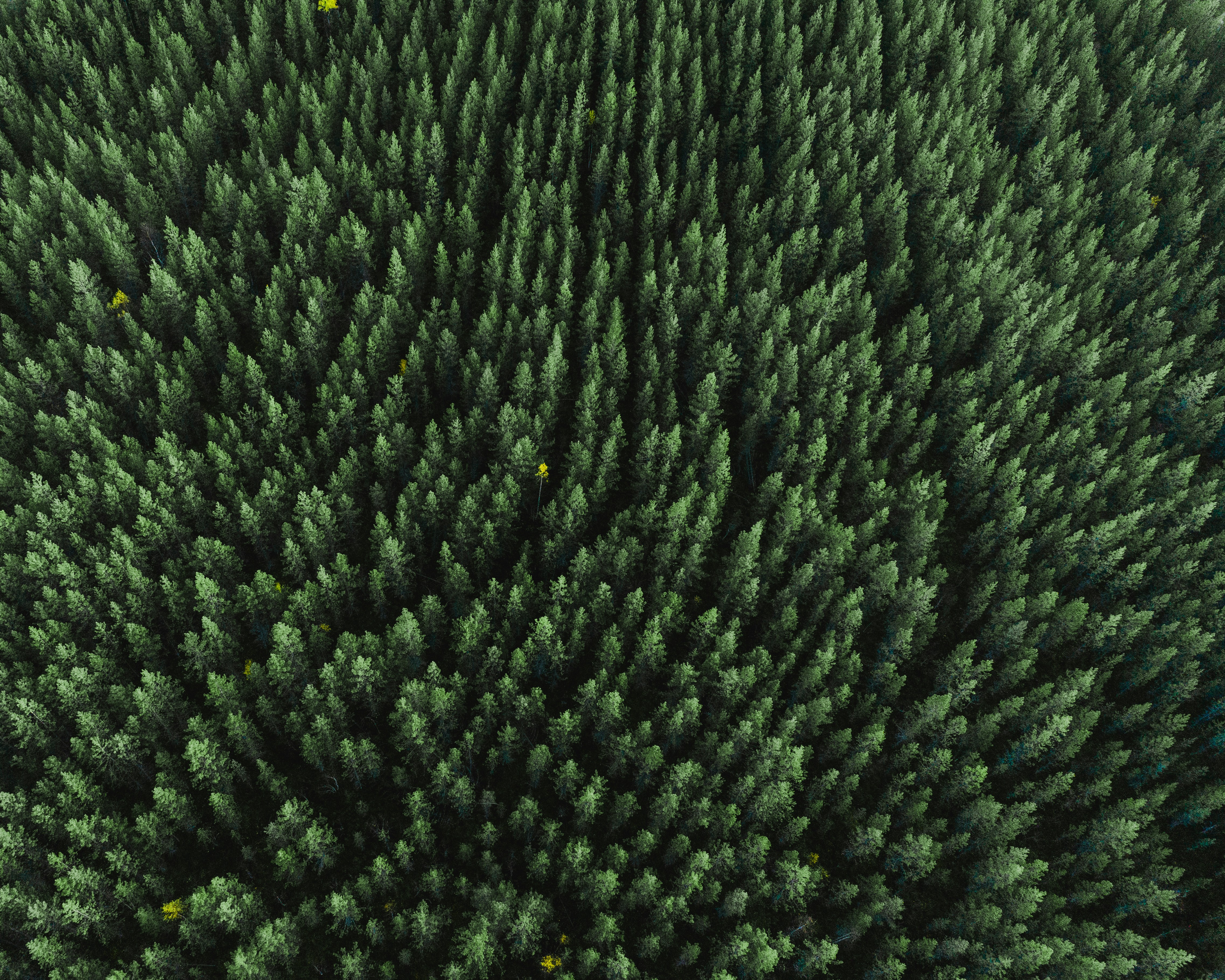 Aerial View of Dense Coniferous Forest